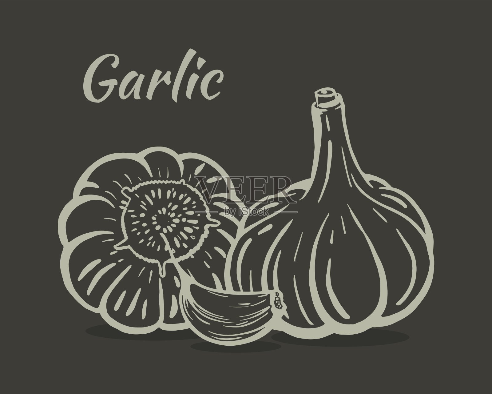 大蒜静物素描手绘矢量插画图片素材