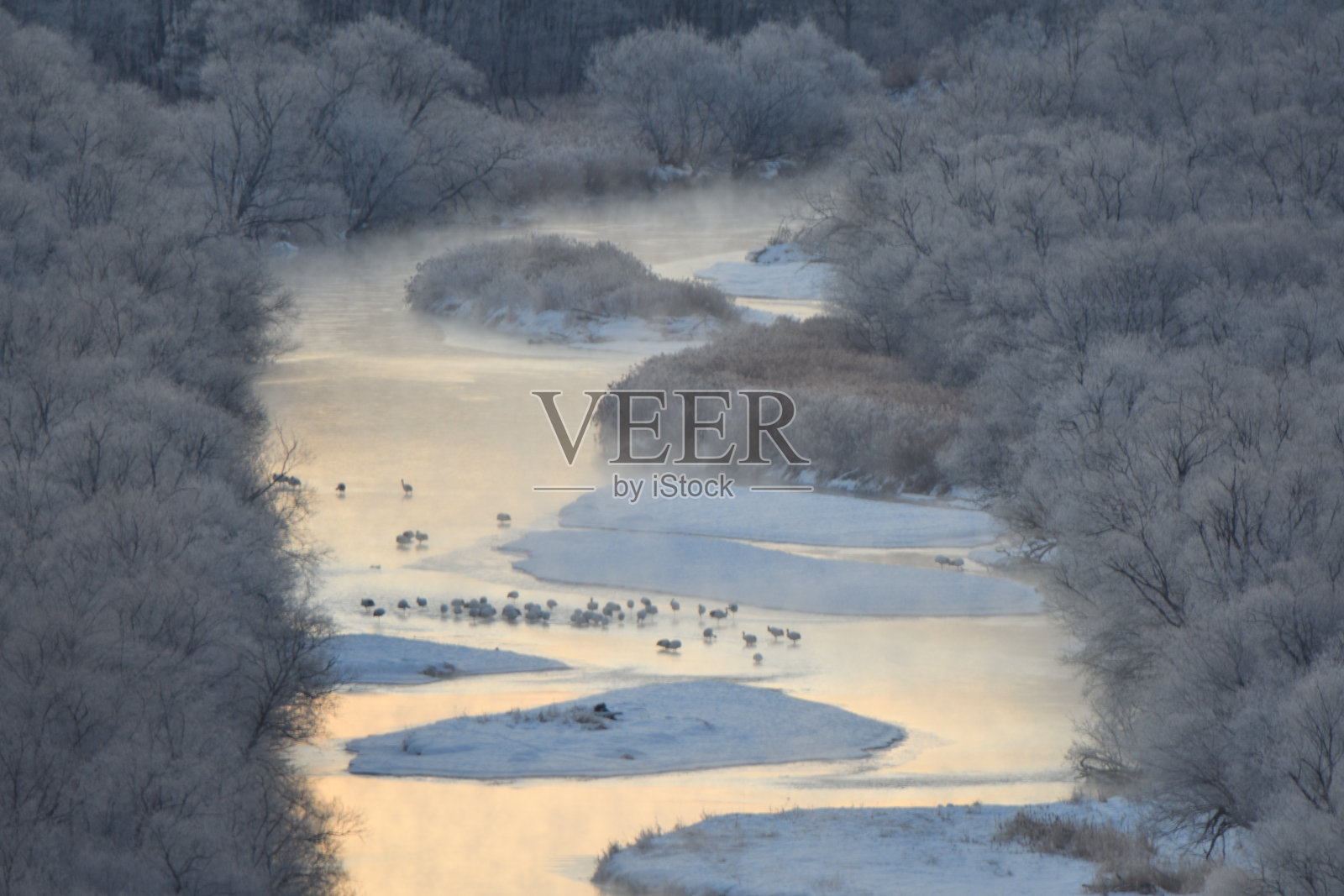 北海道鹤井村，一群丹顶鹤在晨光的蒸汽雾中。照片摄影图片