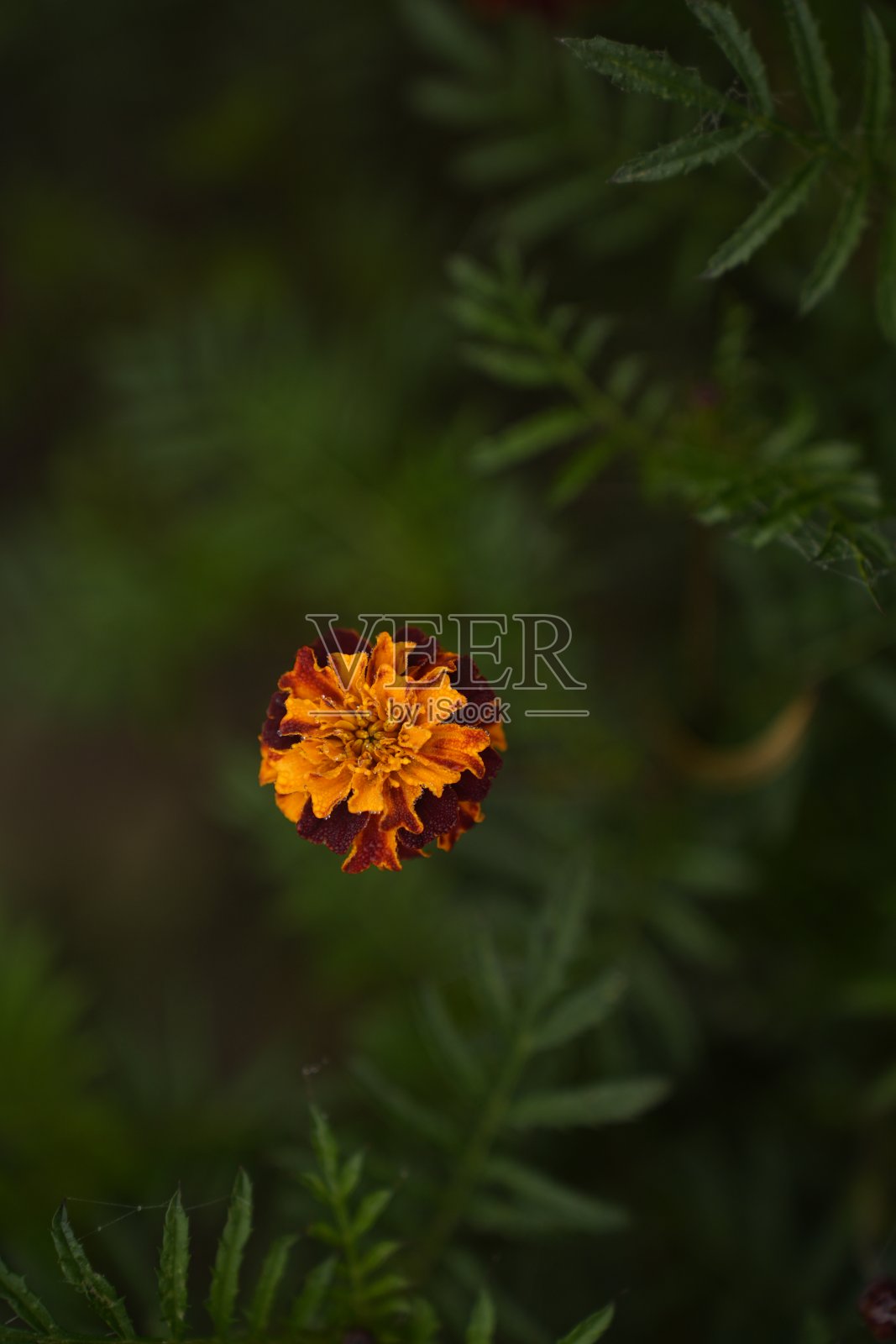 花园里的万寿菊。照片摄影图片