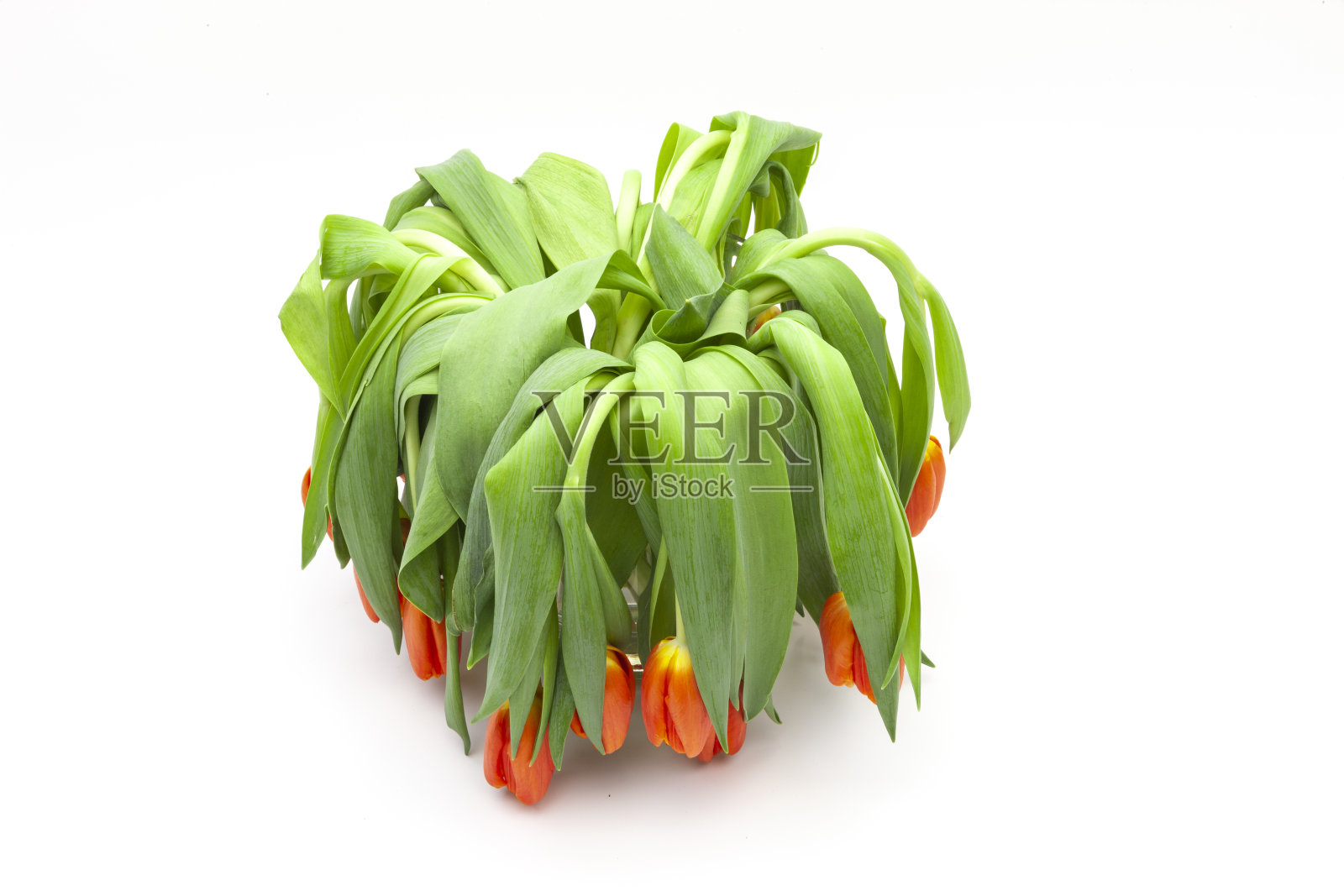 在白色背景上孤立的枯萎的郁金香照片摄影图片