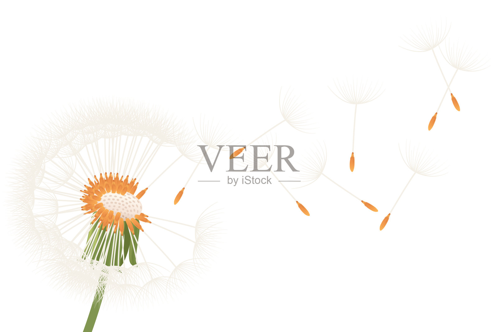 蒲公英花羽毛和绿叶盛开蒲公英季节性花矢量插图隔离在白色背景上插画图片素材