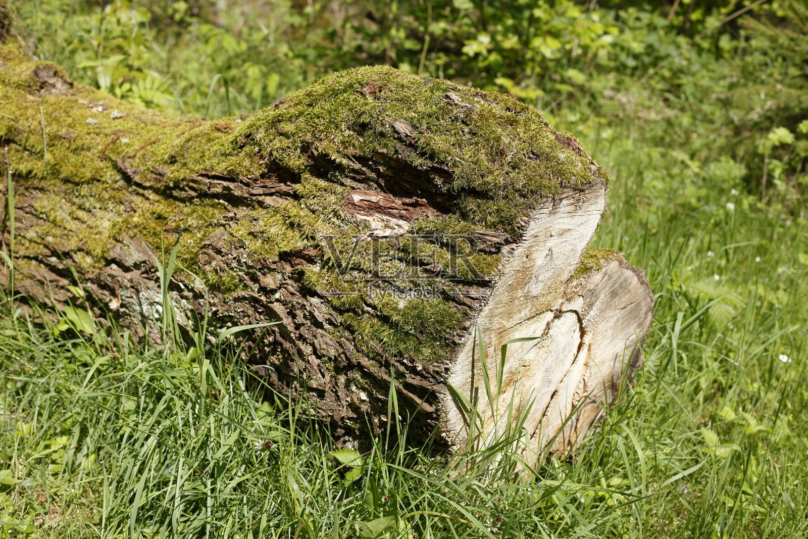 被锯掉的树干躺在森林草地上，德国照片摄影图片
