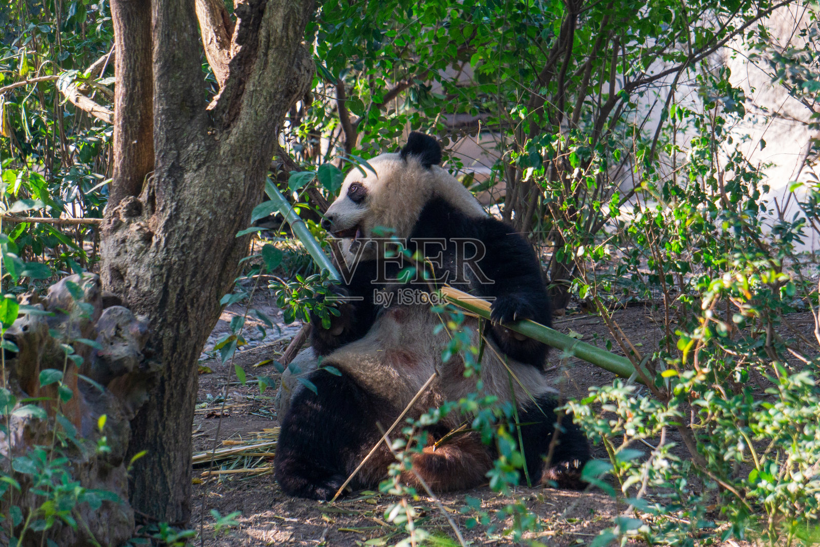 中国成都的大熊猫照片摄影图片