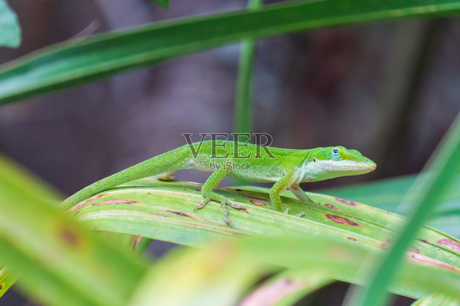 叶子上的绿色蜥蜴照片摄影图片