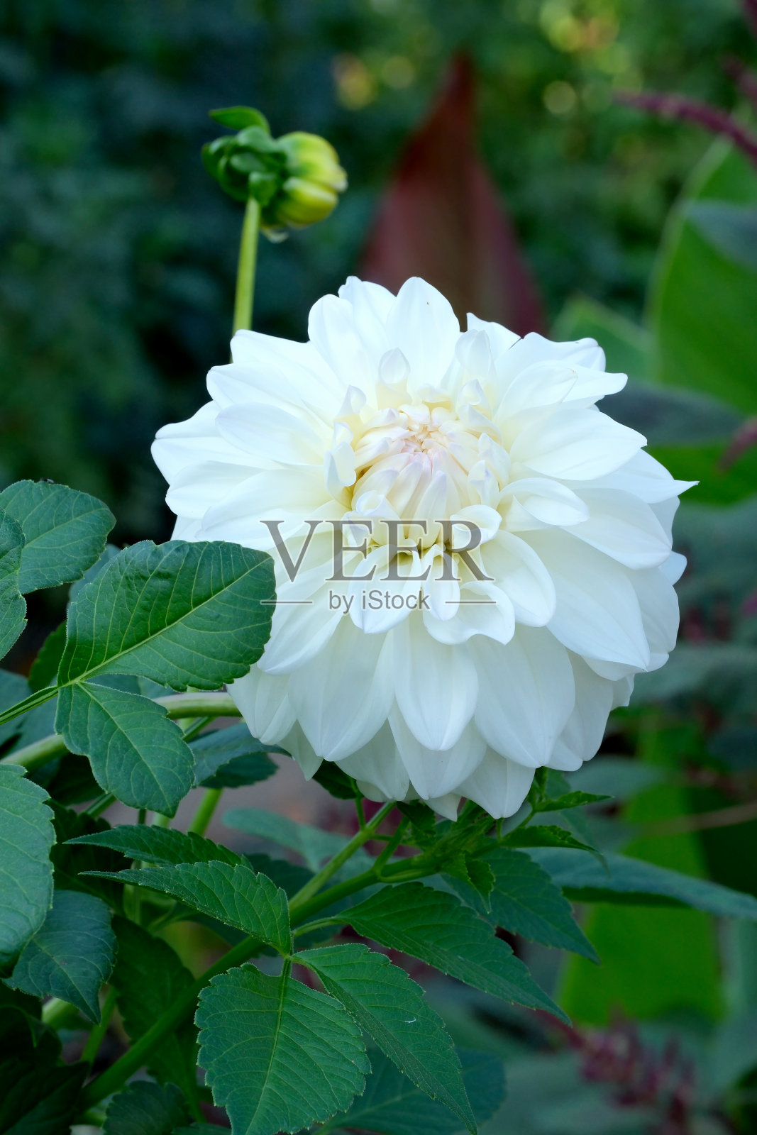 绚丽盛开的大丽花在一个阳光明媚的秋日的特写照片摄影图片