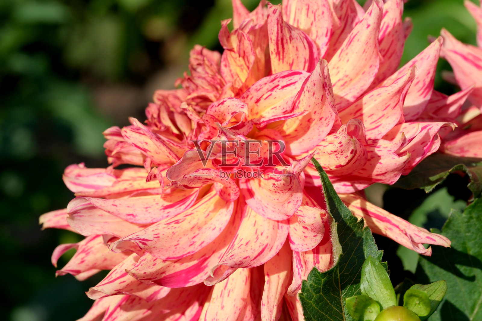 绚丽盛开的大丽花在一个阳光明媚的秋日的特写照片摄影图片