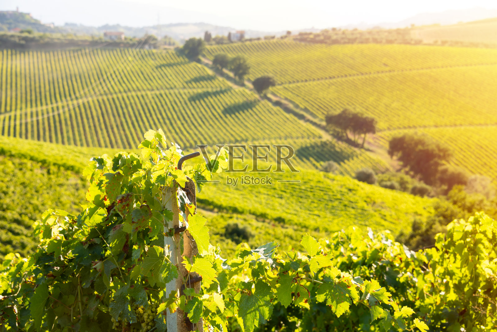乡村景观与葡萄园在山上被阳光照亮照片摄影图片