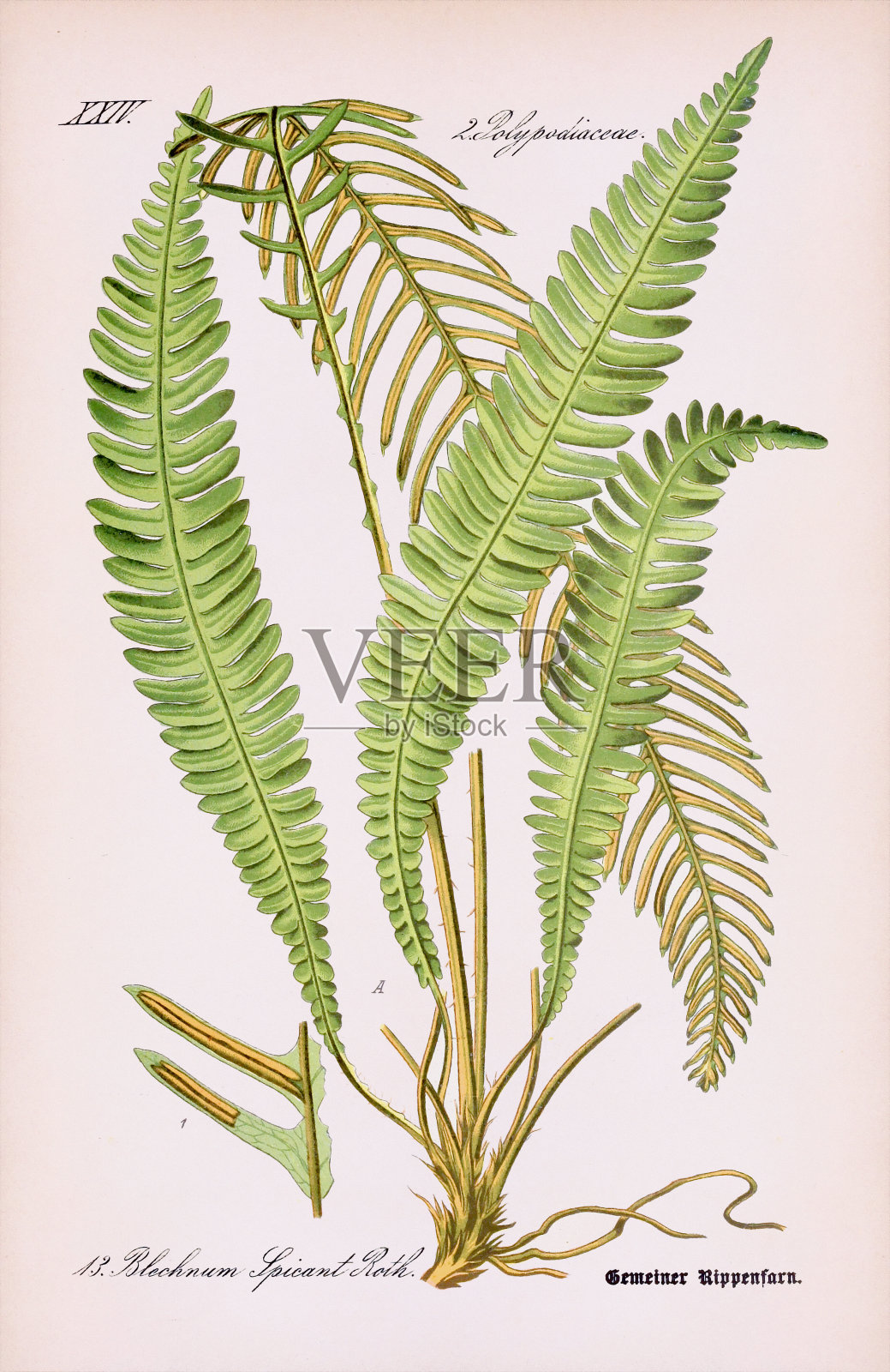 复古植物插图。蕨类植物插画图片素材