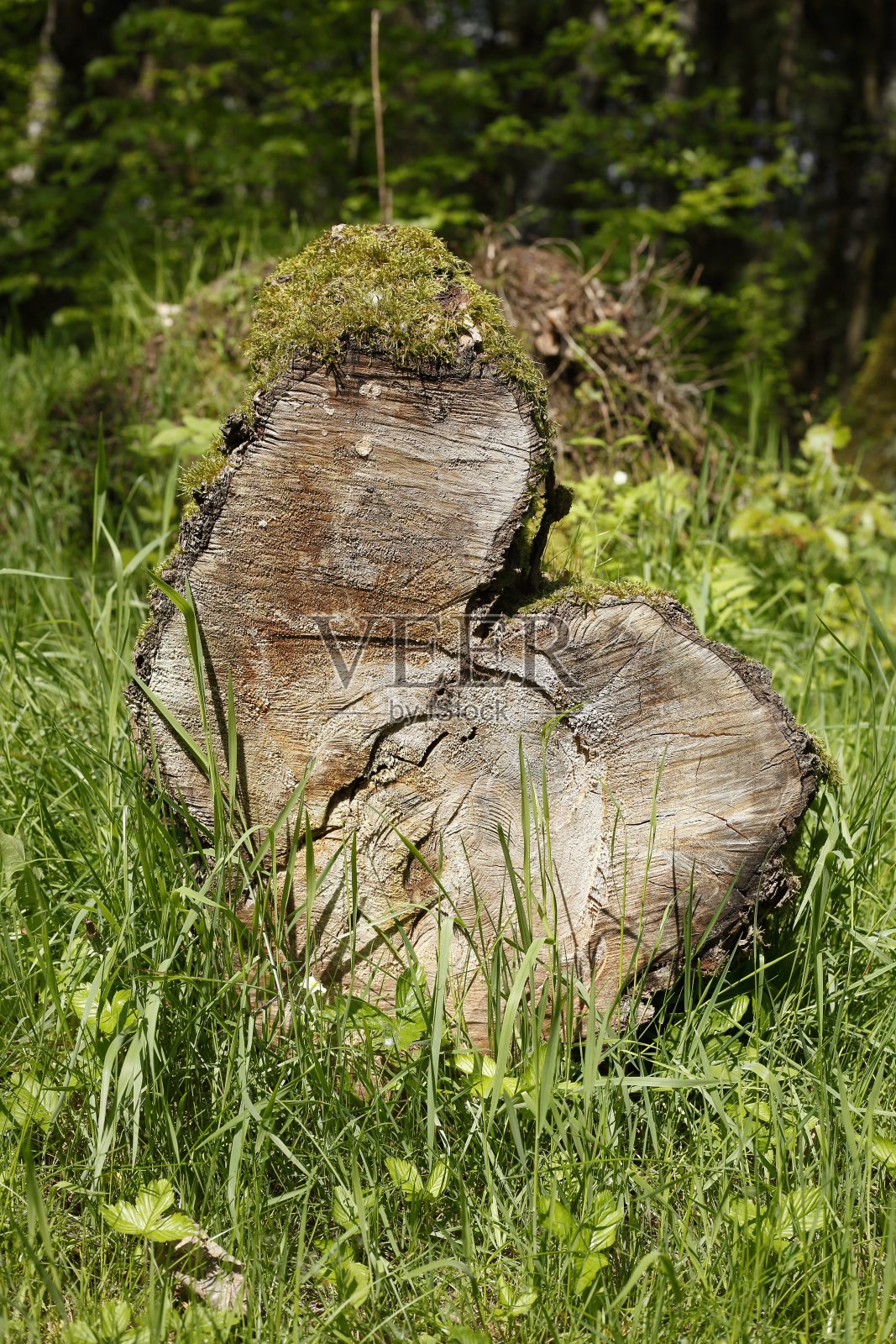 锯断的树干躺在森林草地上，德国照片摄影图片