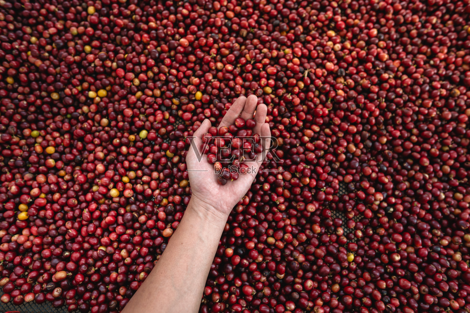 咖啡樱桃豆在手检查好咖啡豆照片摄影图片