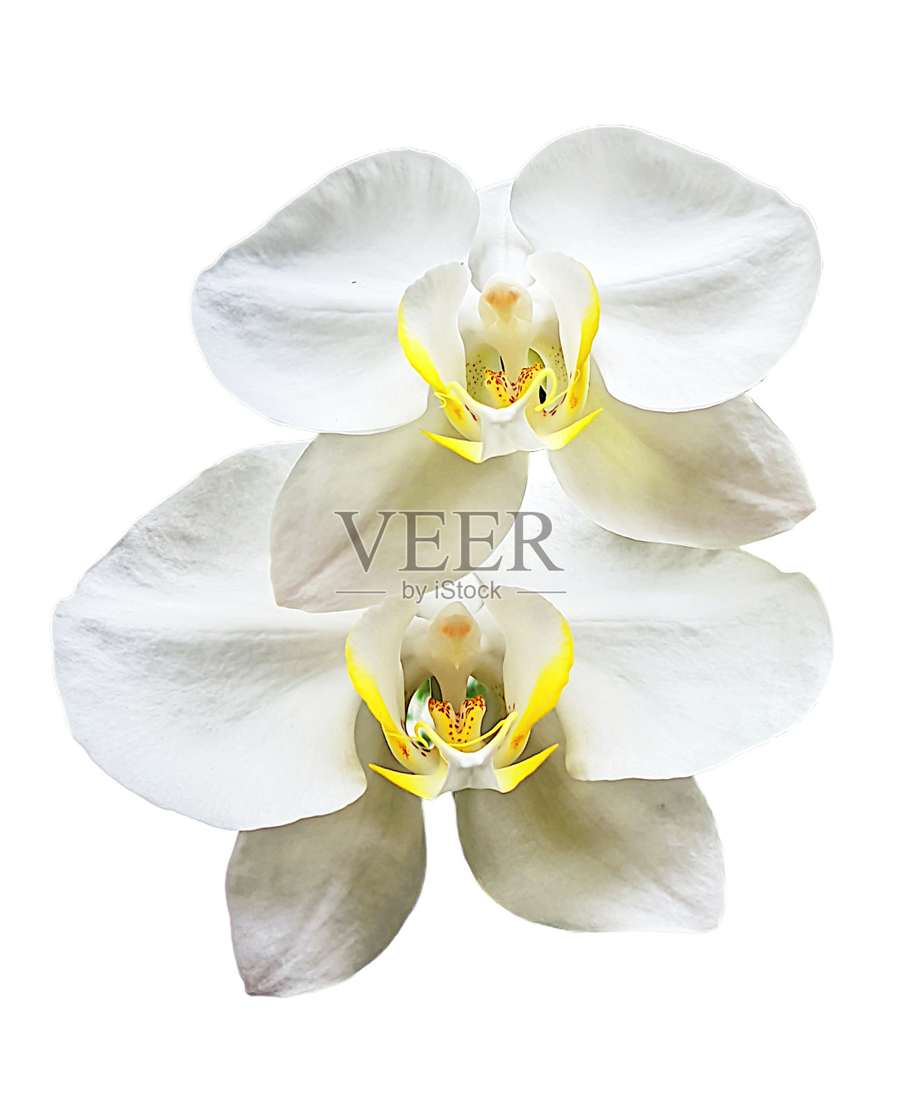 兰花植物蝴蝶兰花美丽，蝴蝶兰白色照片摄影图片