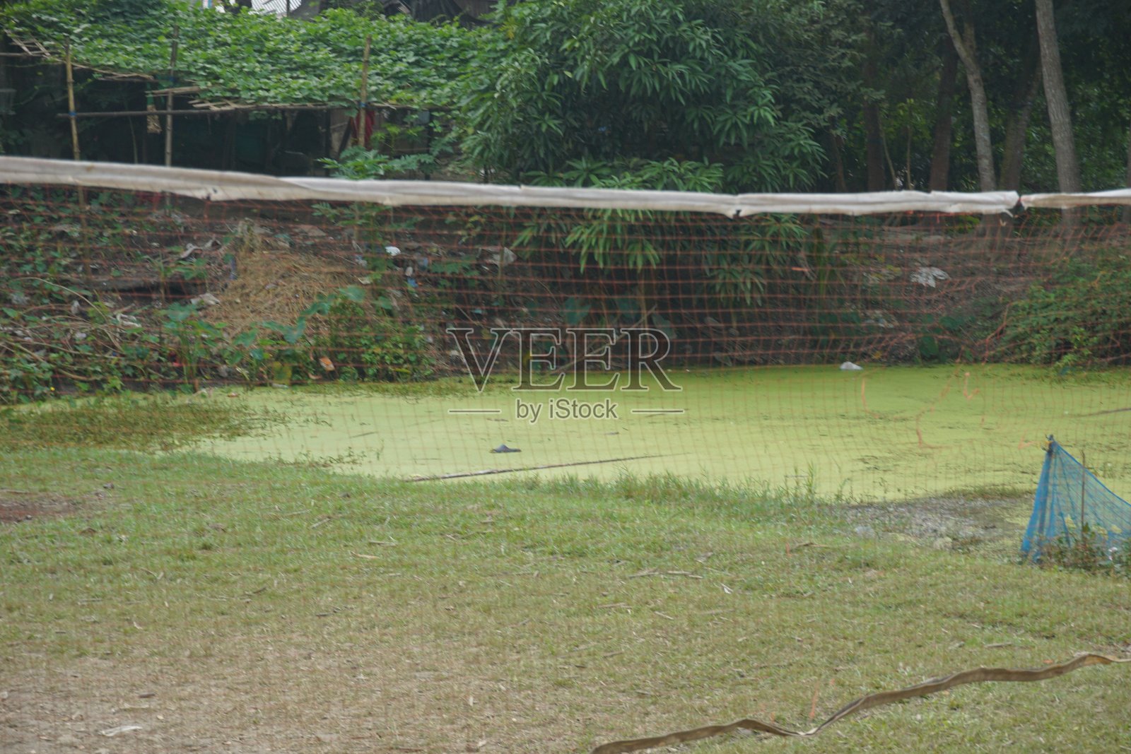 绿色的田野和绿色的植物照片摄影图片