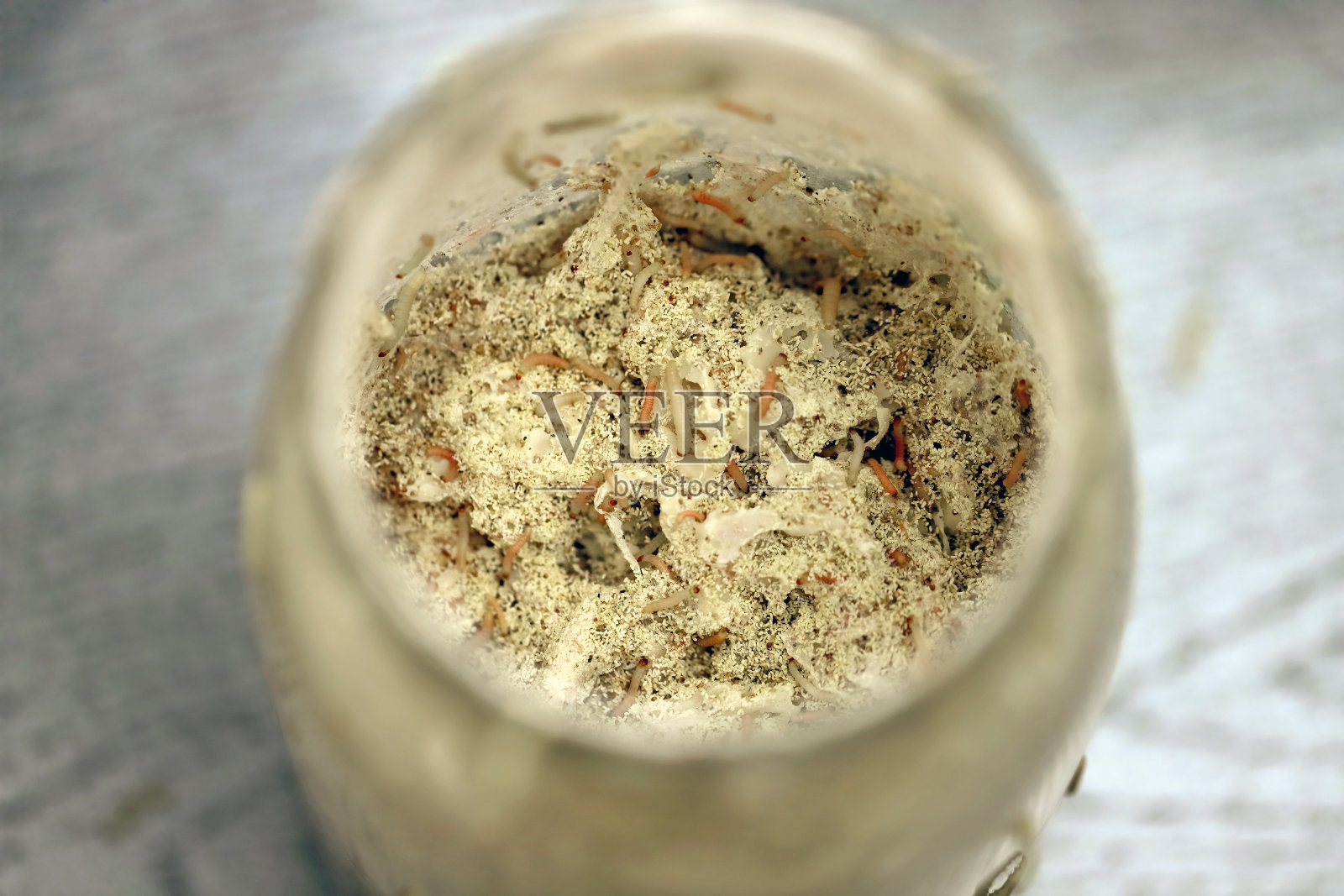 罐子里的食物完全被印度餐蛾(Plodia interpunctella)的毛虫破坏，也拼写为印度餐蛾和印度餐蛾。照片摄影图片