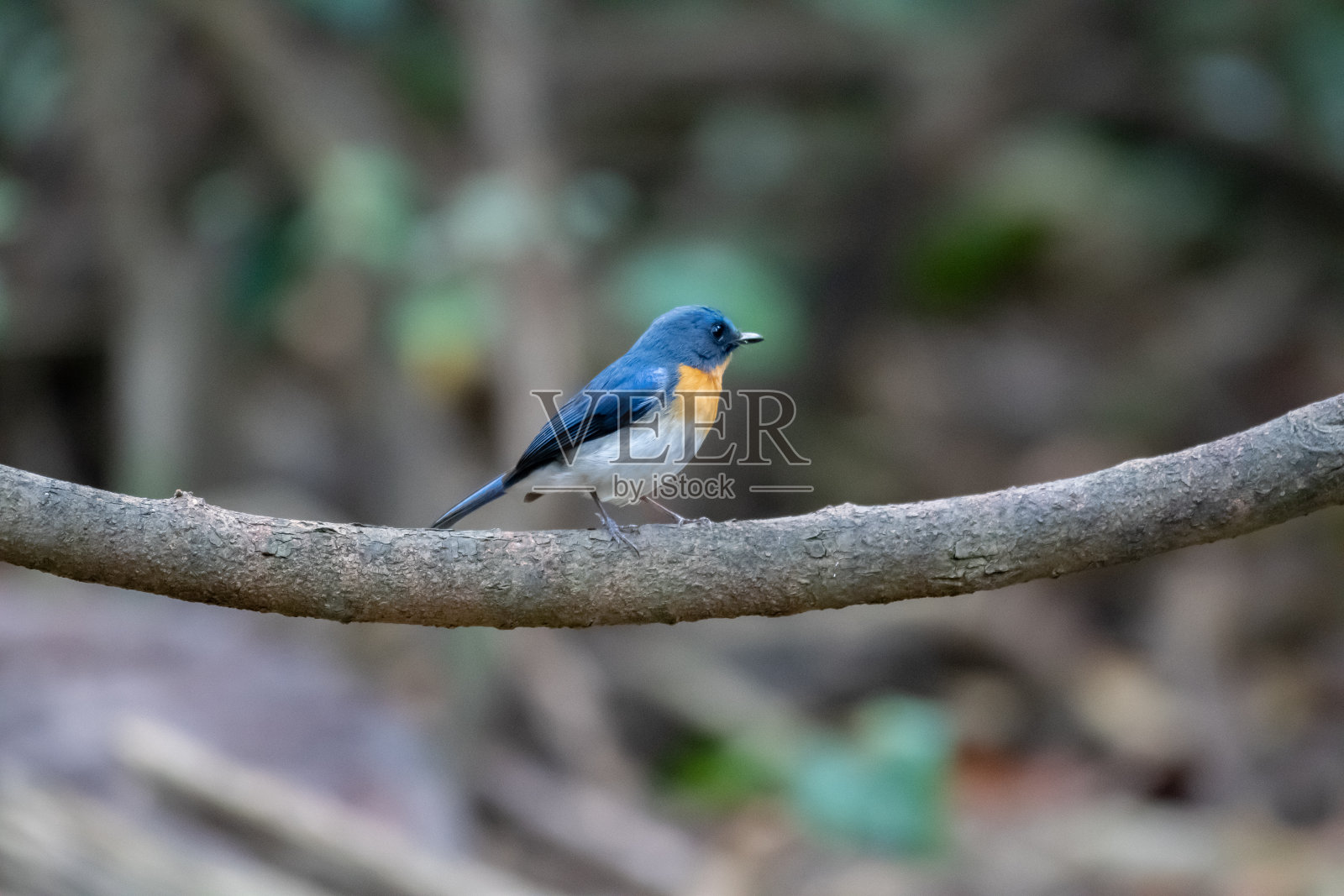 Indochinese Blue Flycatcher照片摄影图片