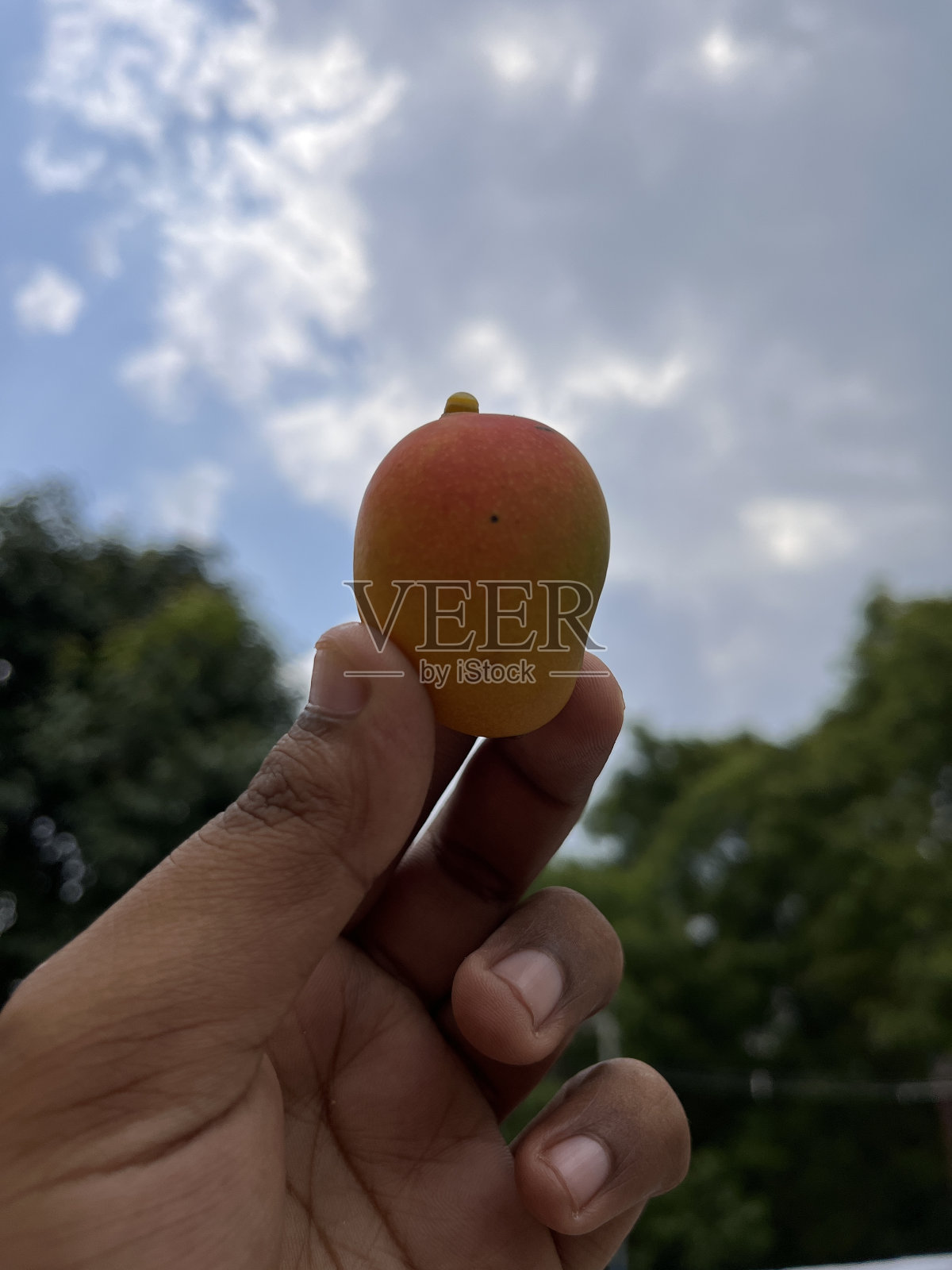 一个人拿着杏，背景是树照片摄影图片