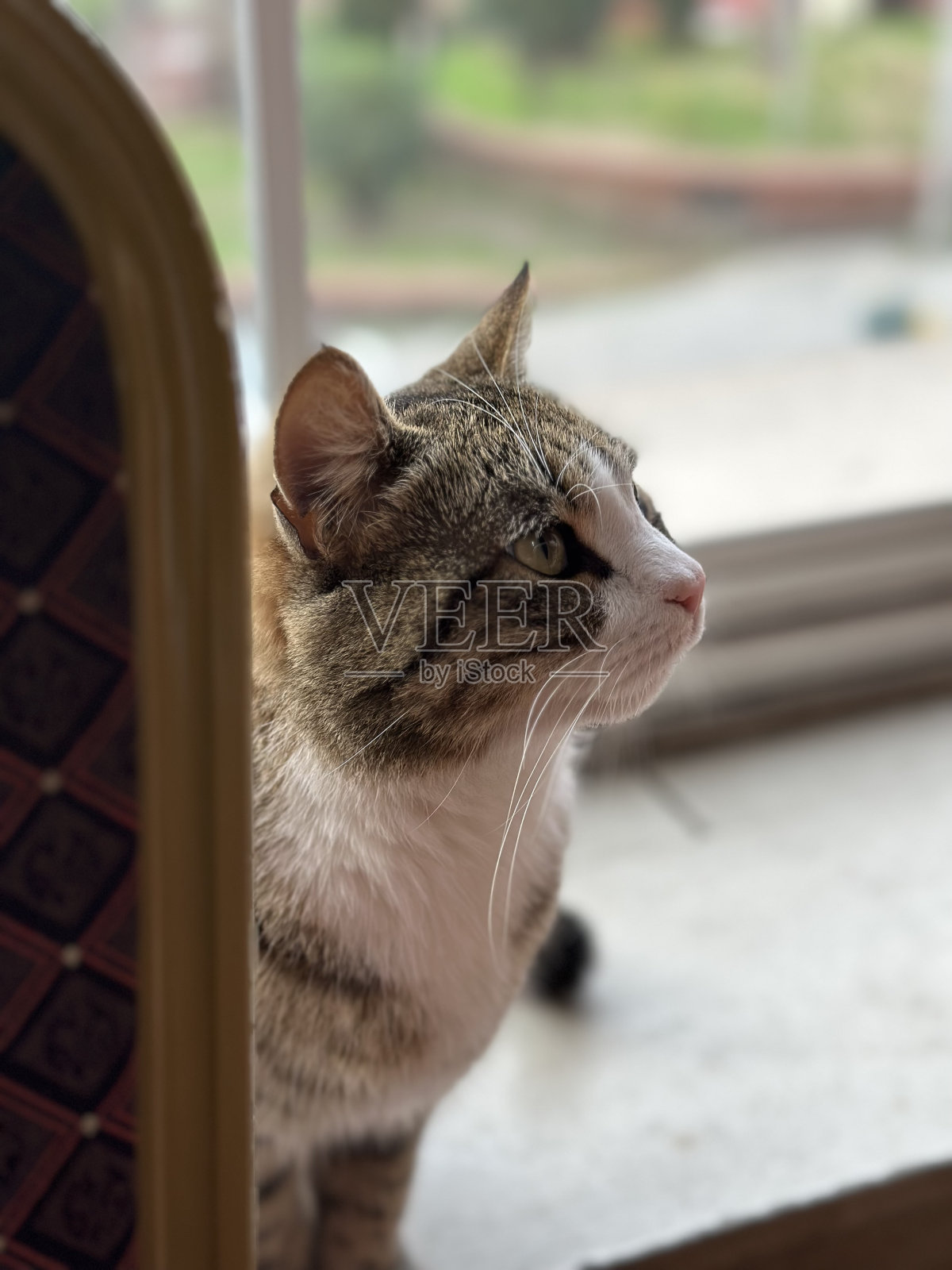 猫照片摄影图片