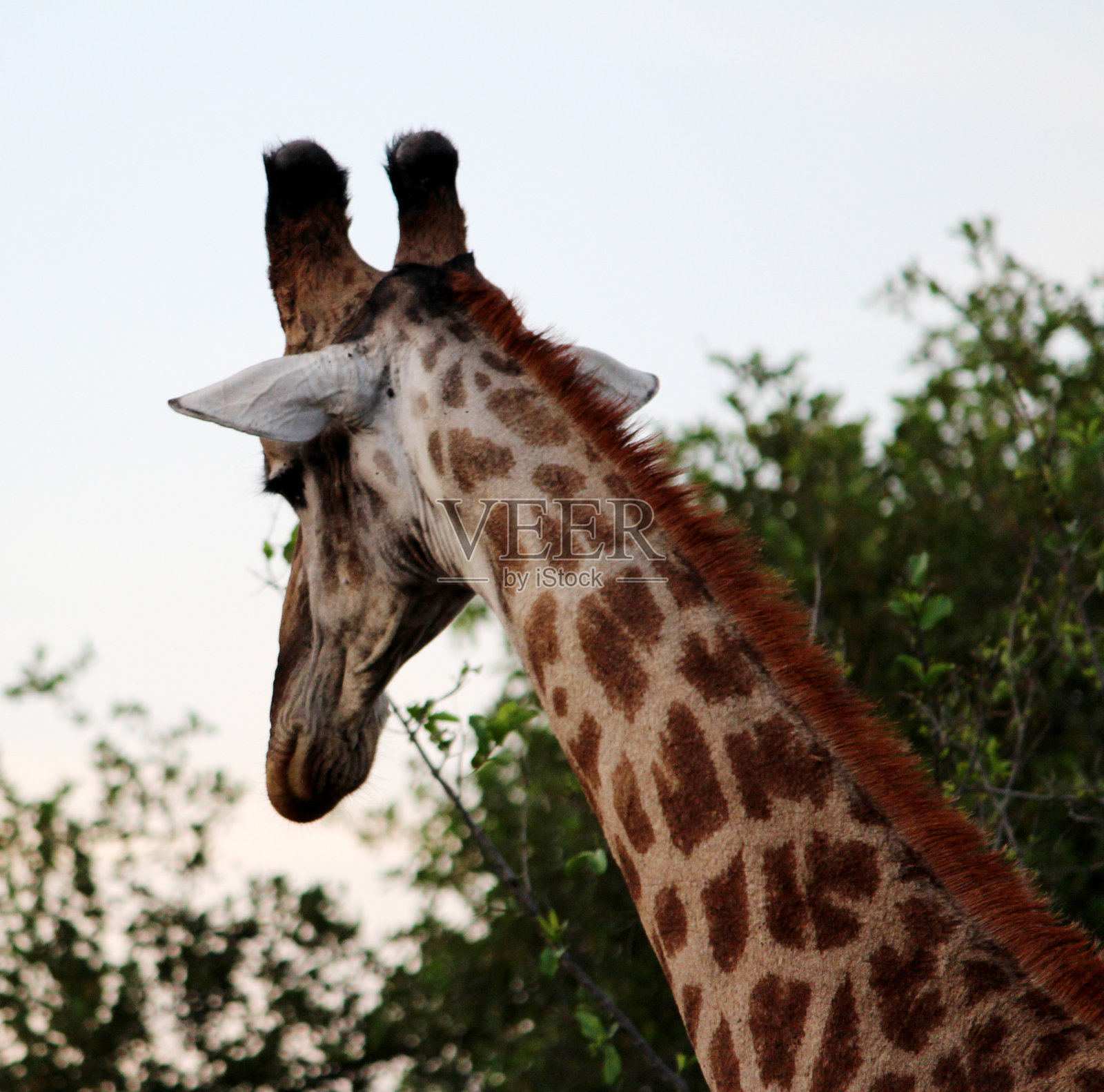 南非长颈鹿(Giraffa camelopardalis Giraffa)在树叶上吃草(图片来源:Sanjiv Shukla)照片摄影图片