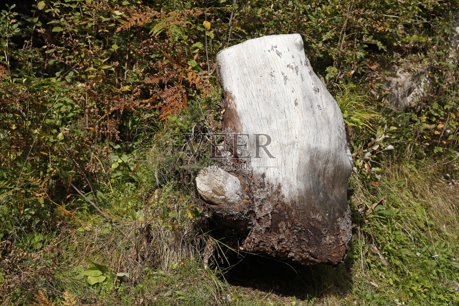 枯木，古老的，多节的树桩，产自德国照片摄影图片