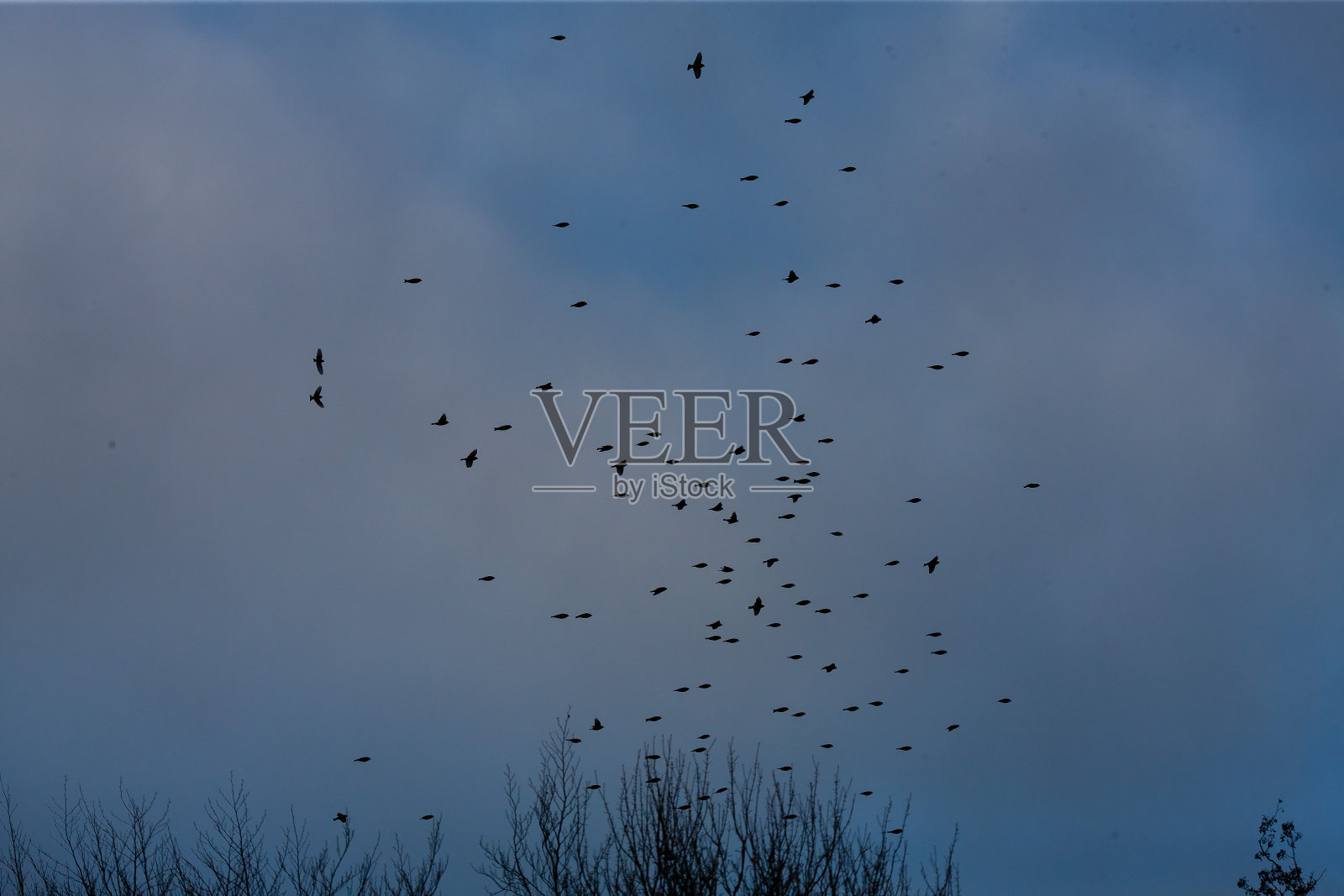 一群美丽的鸟在森林上空飞翔照片摄影图片