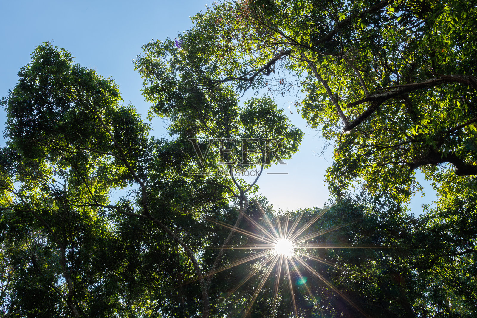 树叶和太阳的角度视图，阳光穿过树木的壁纸，照片摄影图片