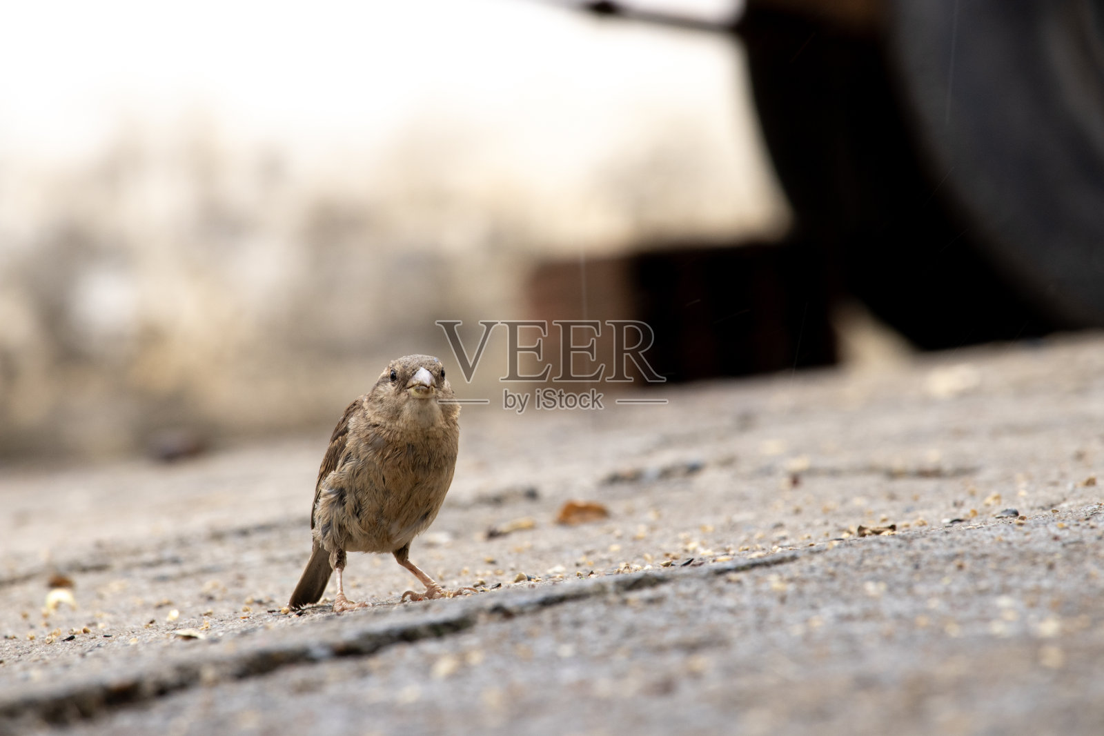 过路人照片摄影图片