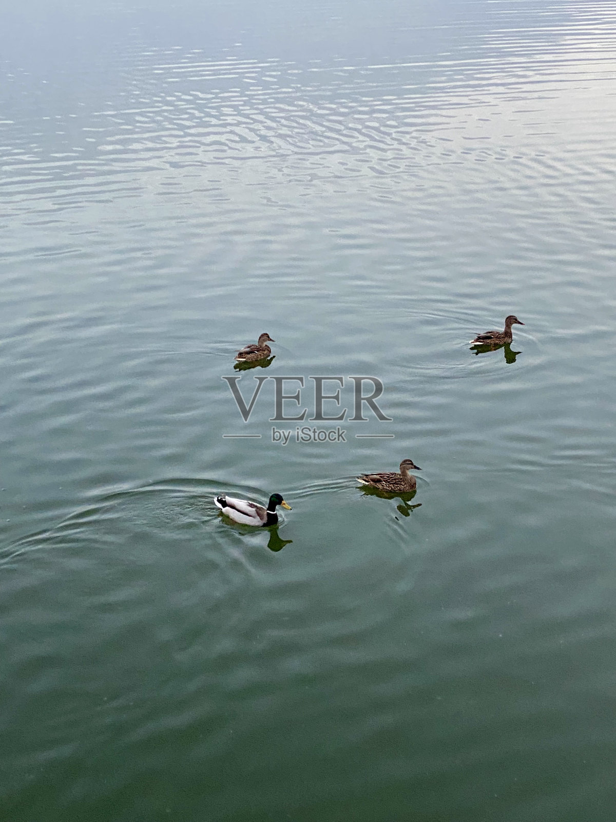 野鸭在湖里游泳照片摄影图片