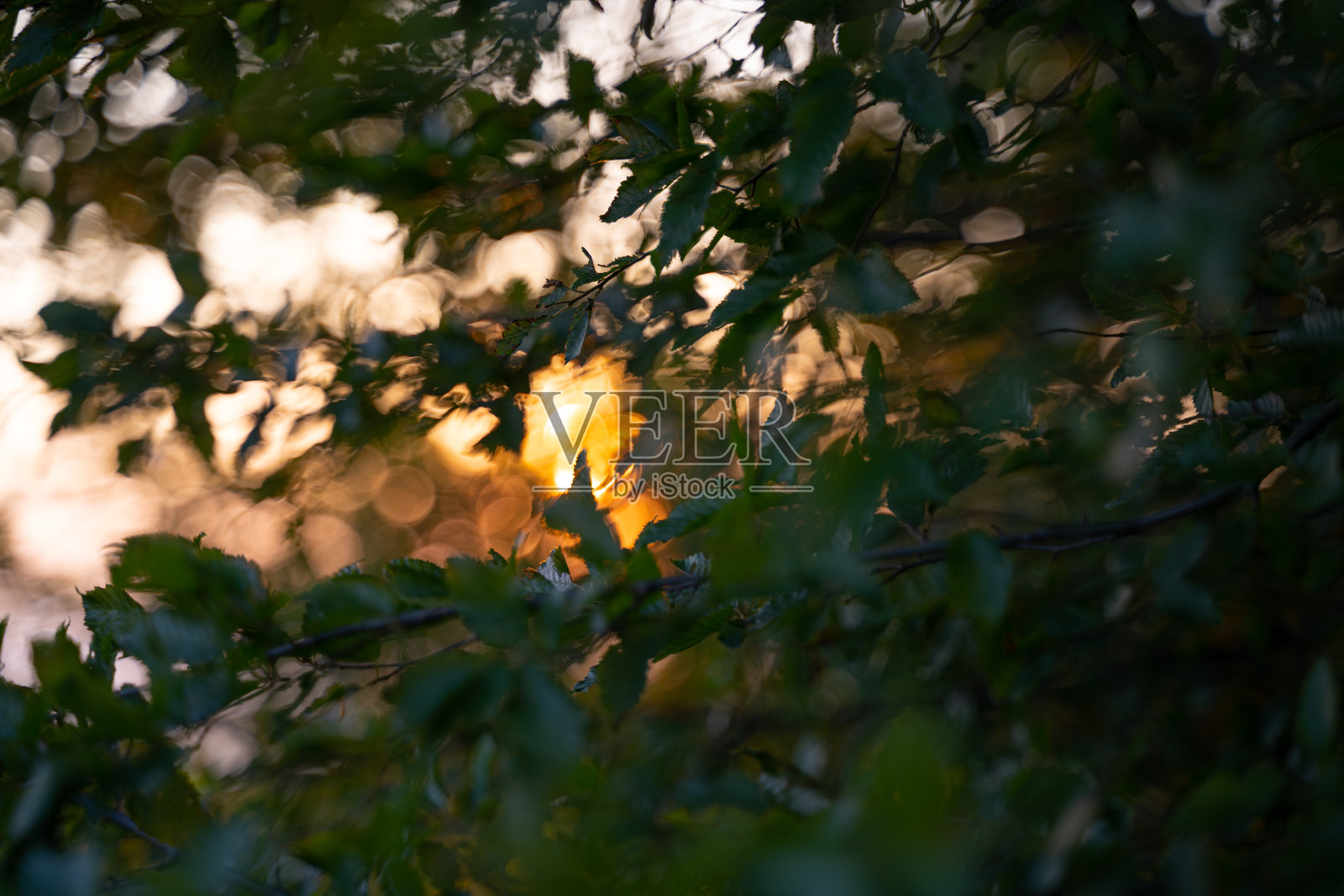 夕阳透过树叶。照片摄影图片