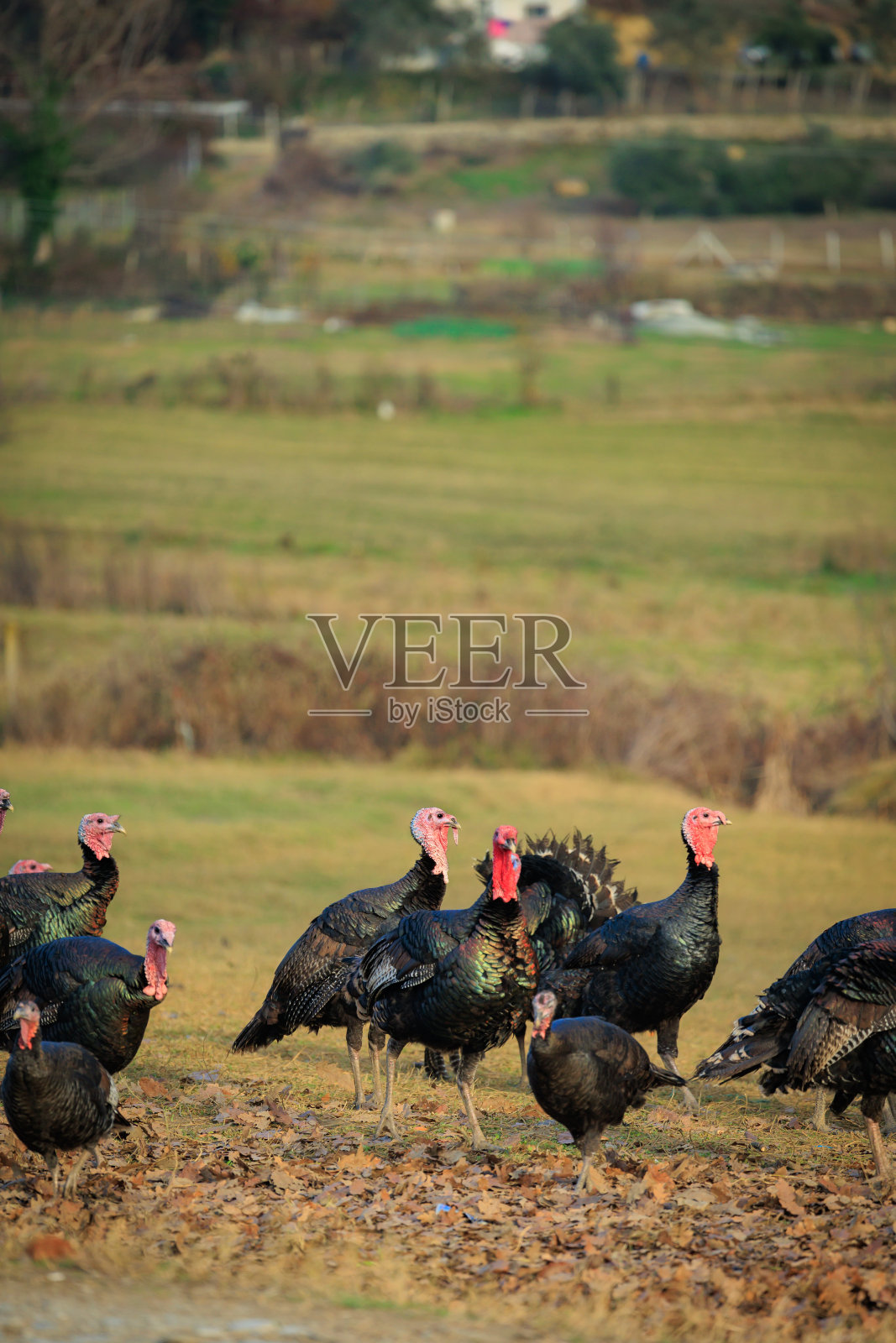 田野里的一群火鸡鸟照片摄影图片
