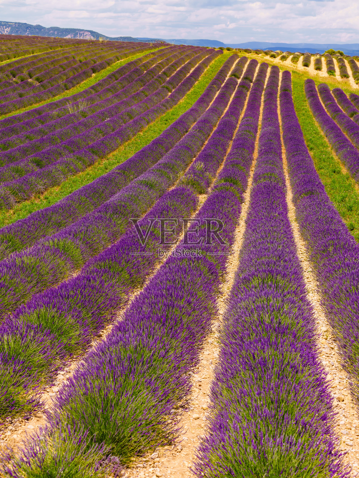 法国薰衣草盛开的田野照片摄影图片