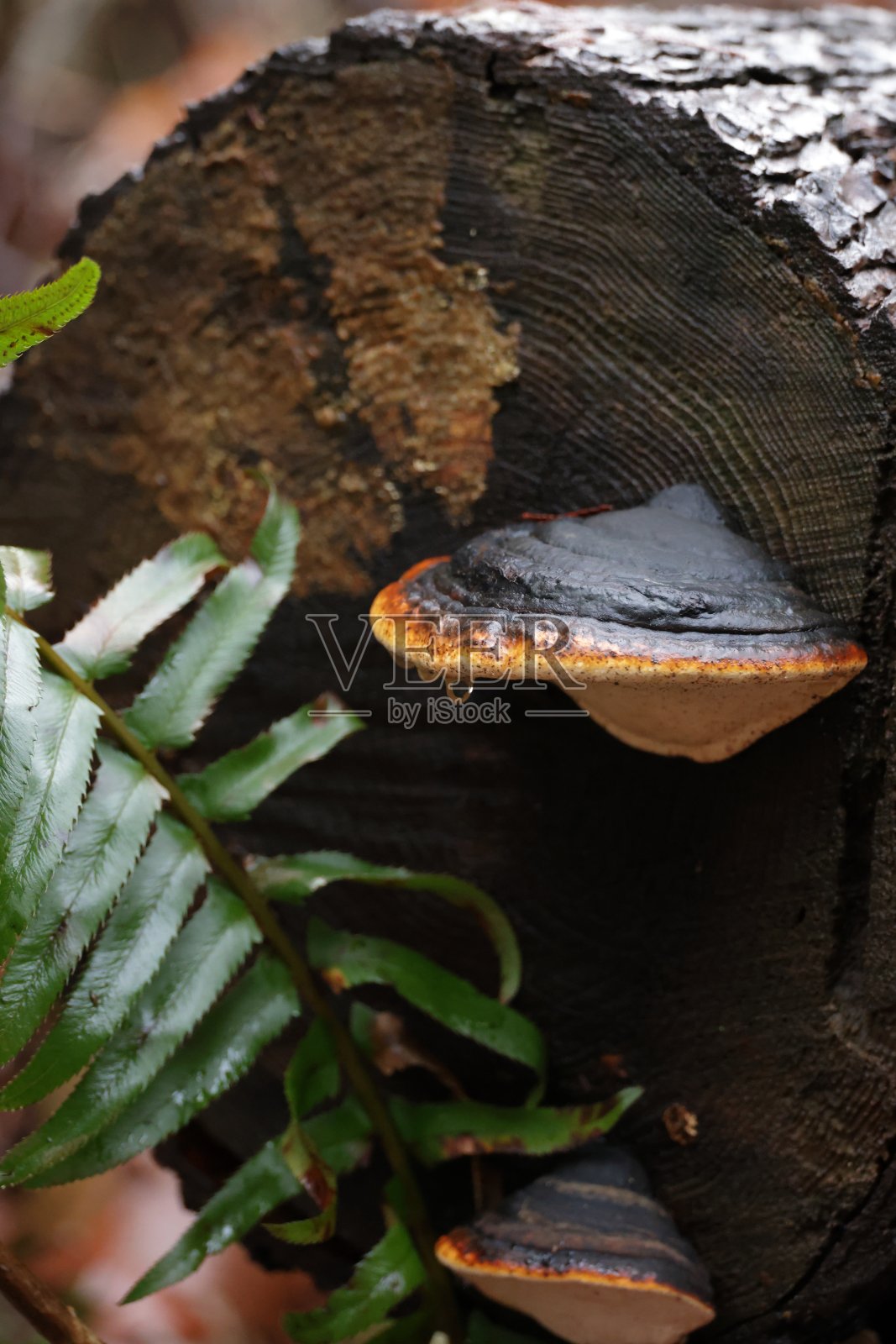 加拿大西部朽木上的真菌照片摄影图片
