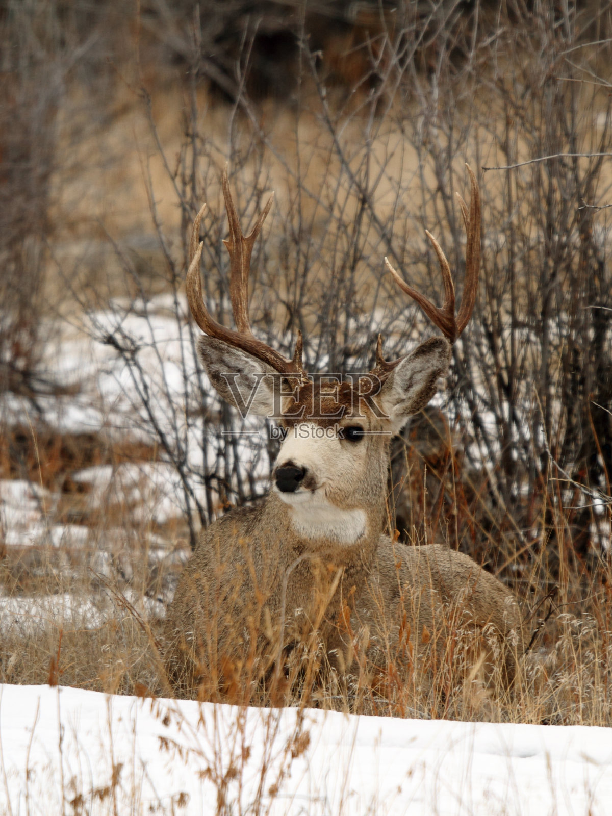 黑尾鹿照片摄影图片
