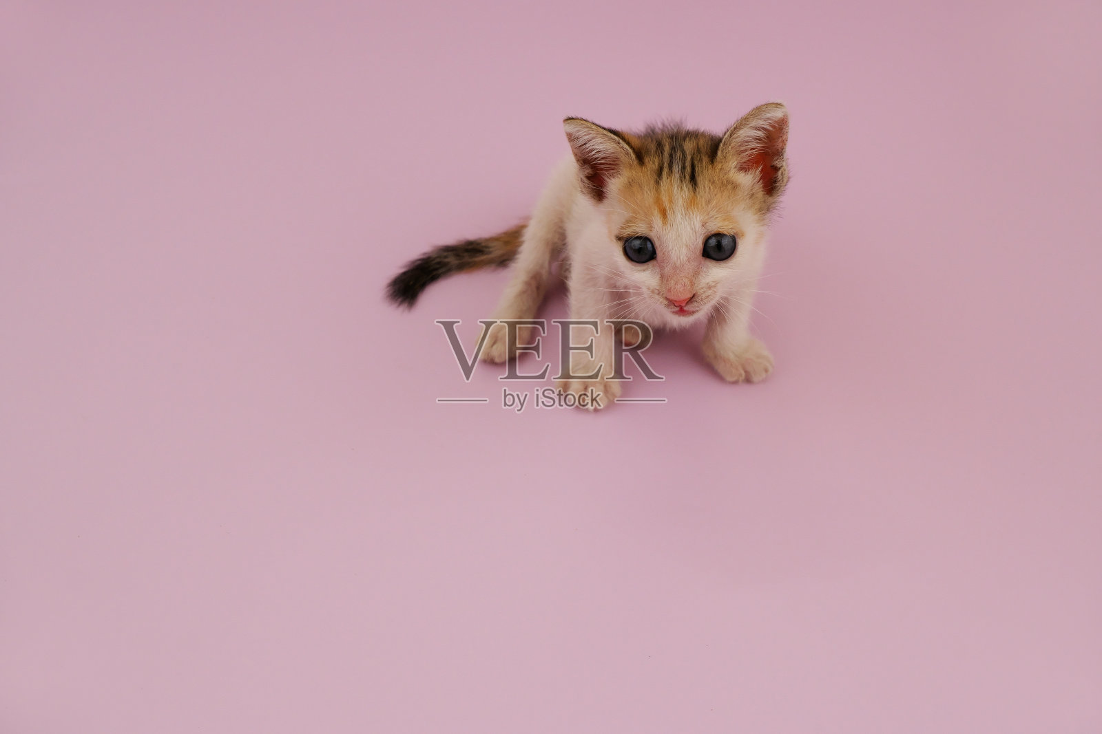 小可爱的小猫粉红色的背景。照片摄影图片