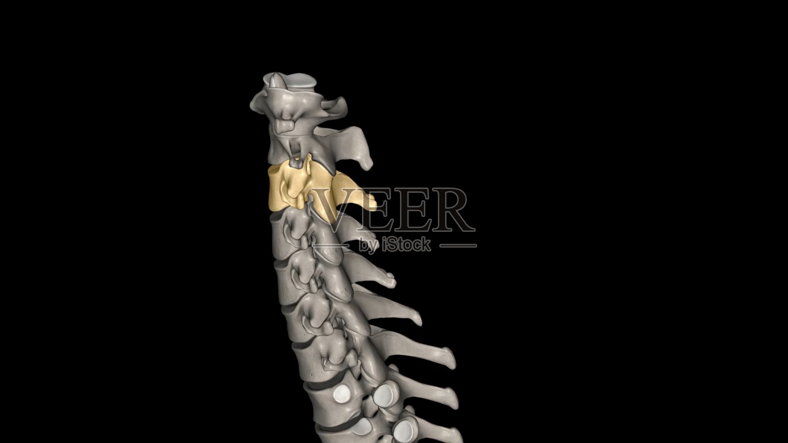 C3椎体是颈椎的一块骨头，位于颈部下巴和舌骨周围照片摄影图片