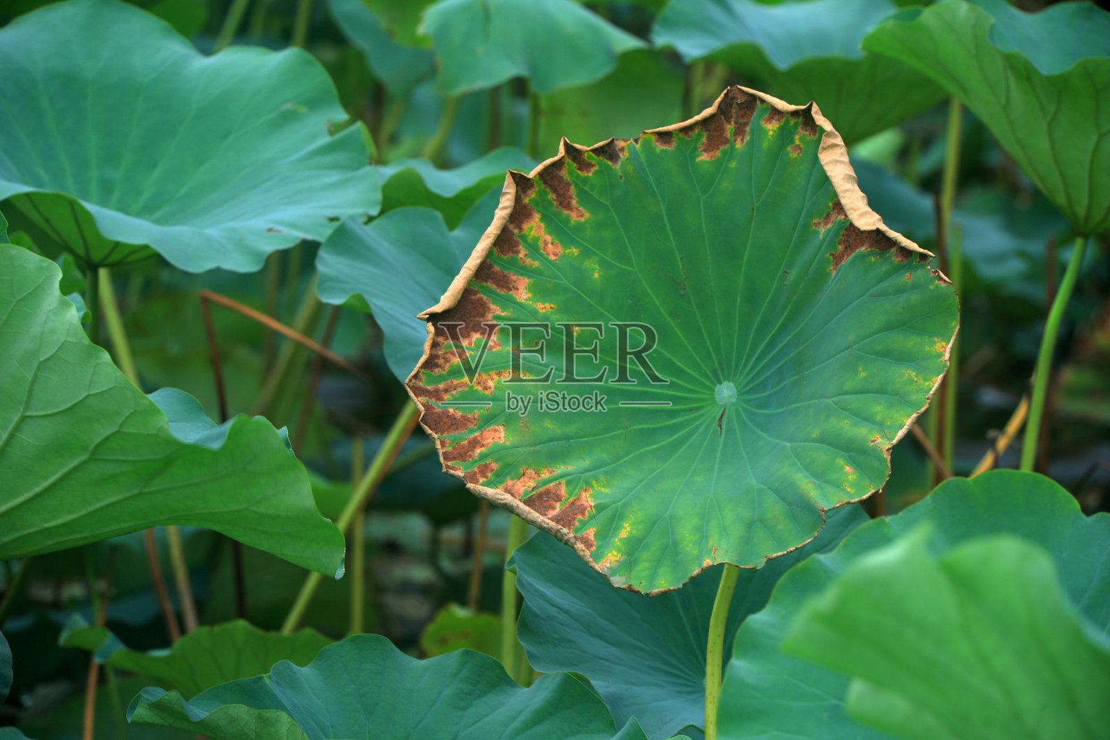 荷叶在池塘，自然景观照片摄影图片