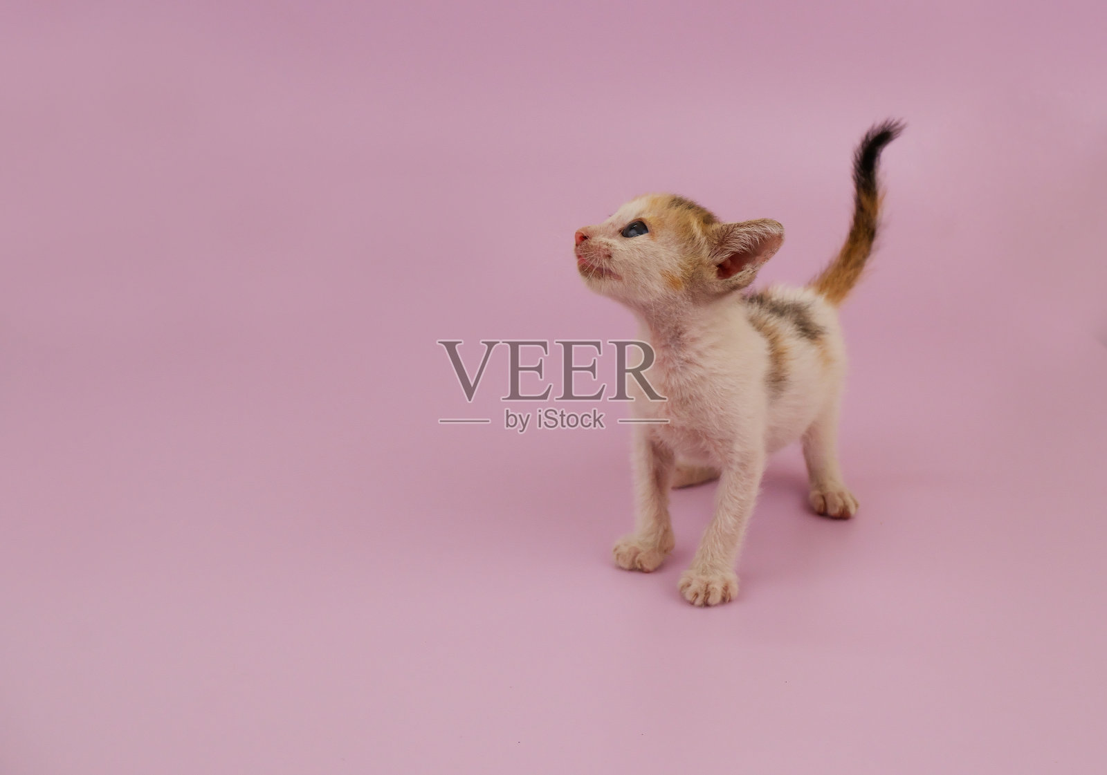 小可爱的小猫粉红色的背景。照片摄影图片