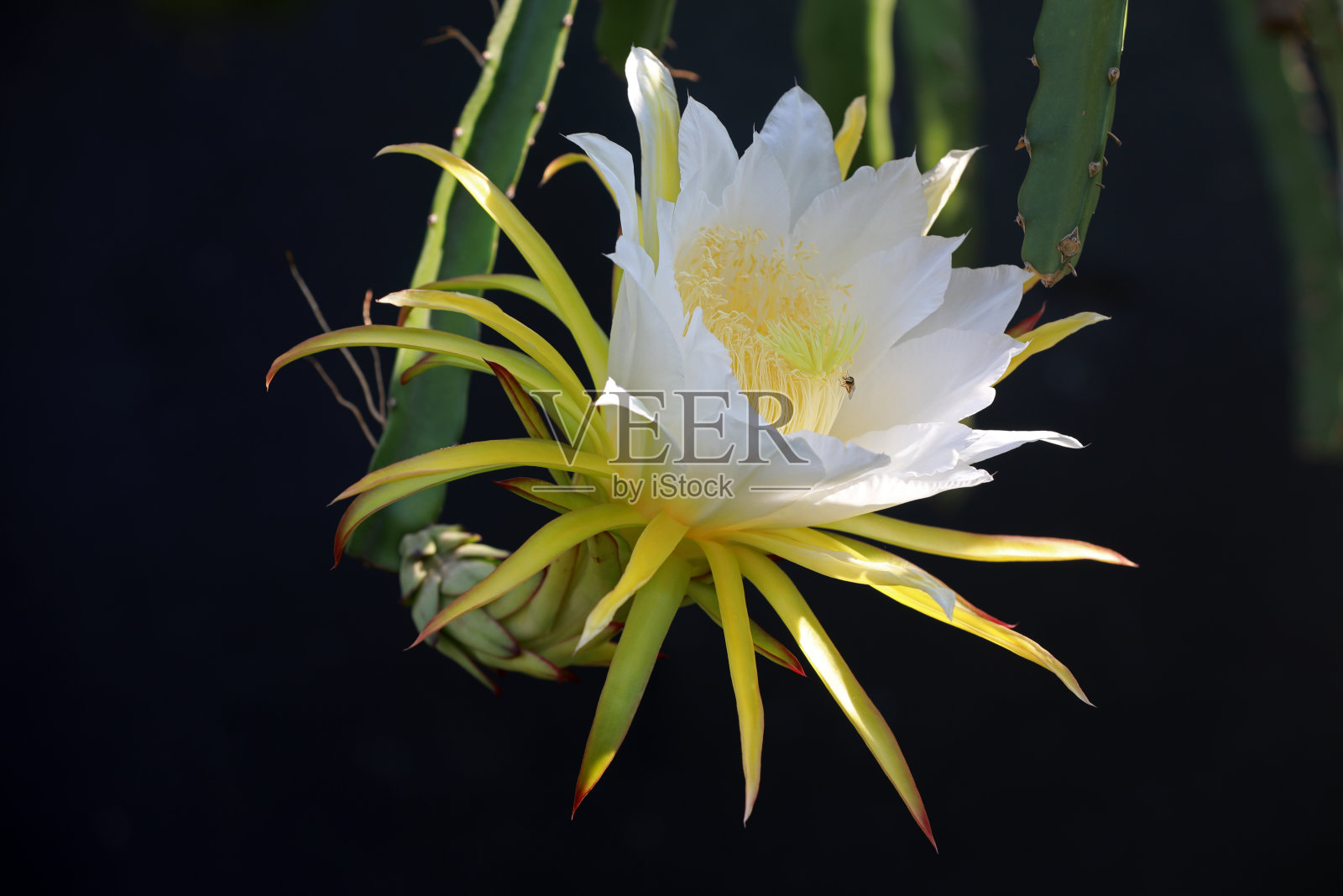 美丽的火龙果花在黑色的背景照片摄影图片