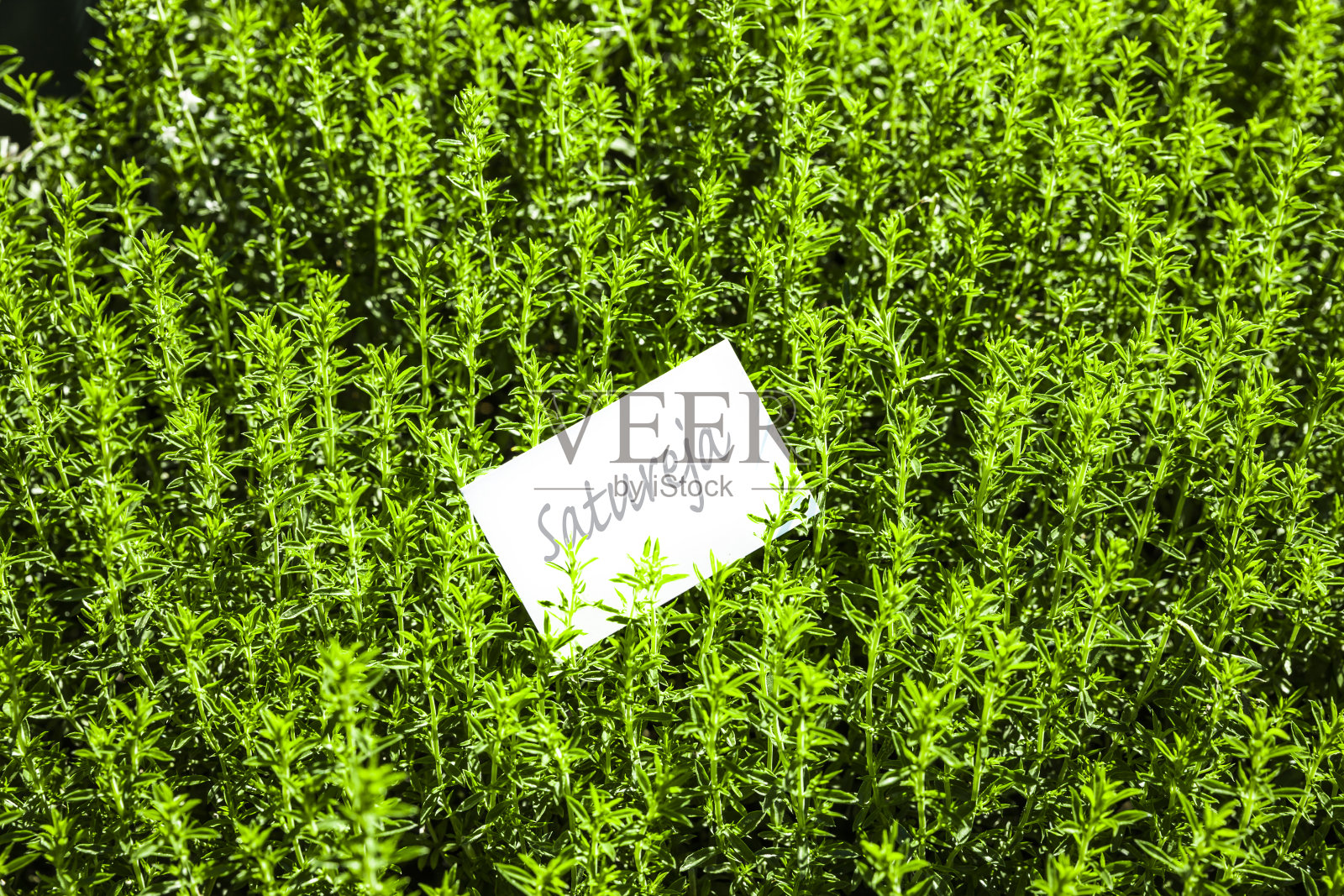 豆荚丛照片摄影图片