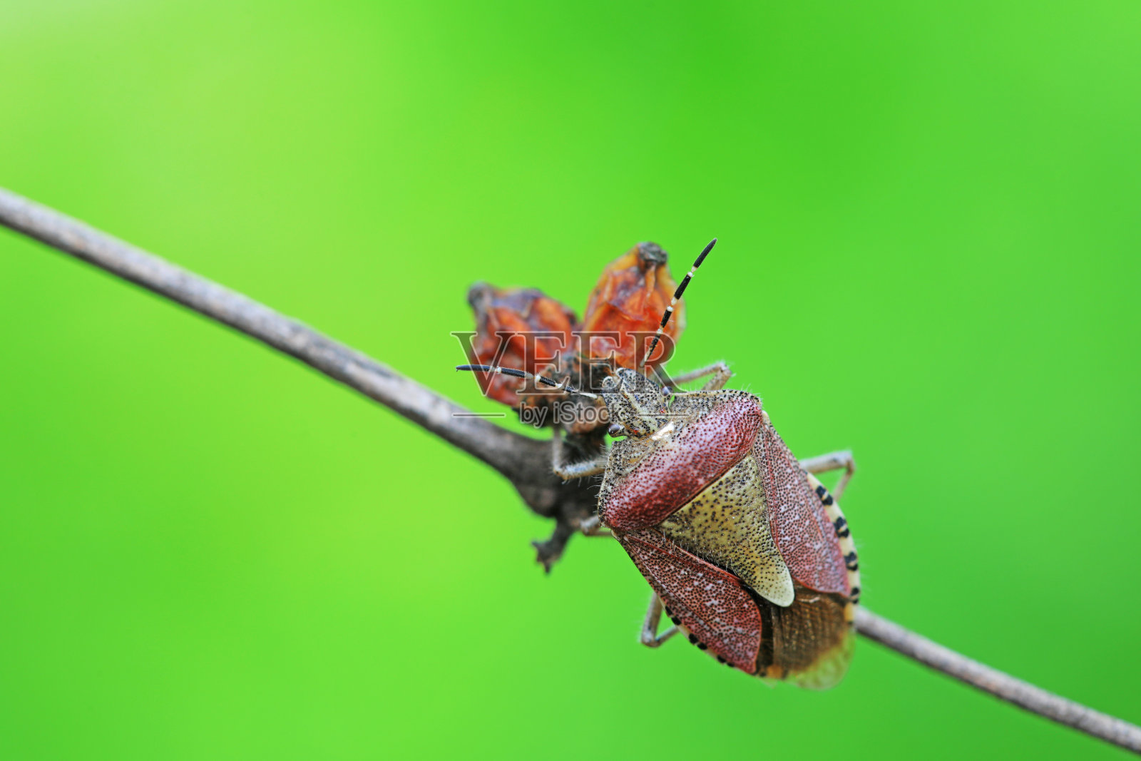 一只成年臭虫在植物上觅食，中国北方照片摄影图片