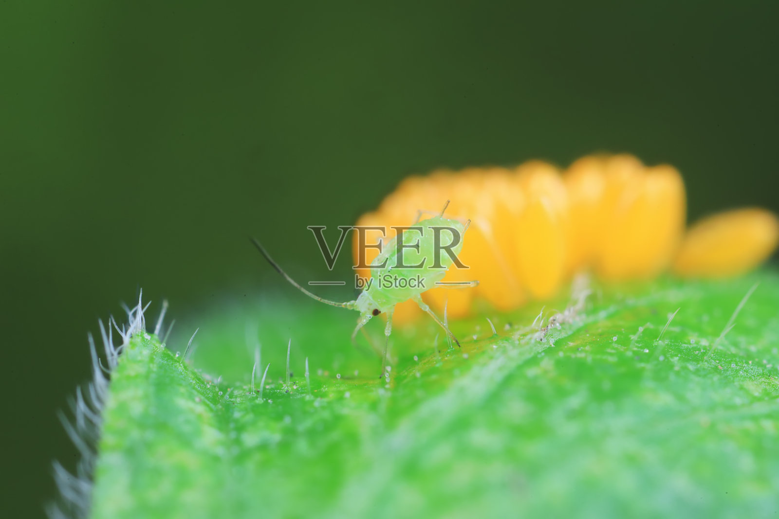 在瓢虫卵上爬行的蚜虫照片摄影图片