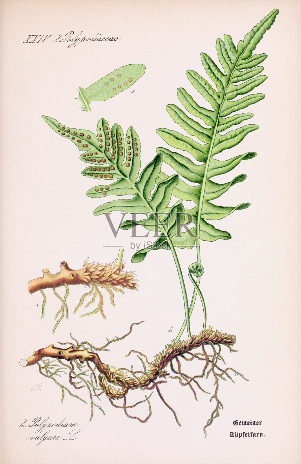 复古植物插图。蕨类植物插画图片素材