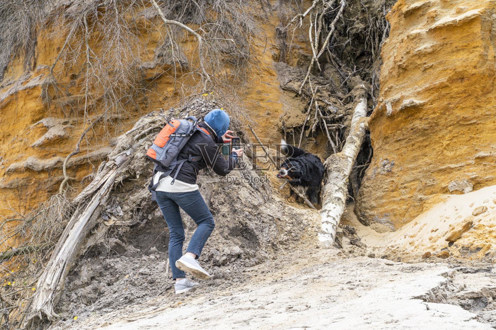 冬天，一名女子在波罗的海的海滩上给她的家狗拍照，狗在玩棍子。照片摄影图片