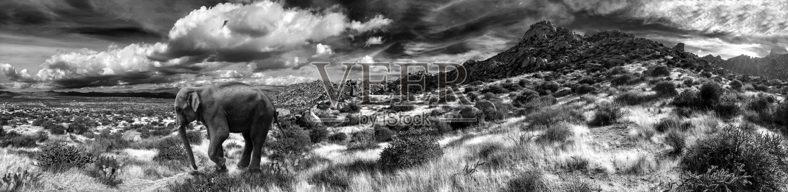 大象在亚利桑那州斯科茨代尔的麦克道尔索诺兰保护区汤姆拇指小径上漫步照片摄影图片