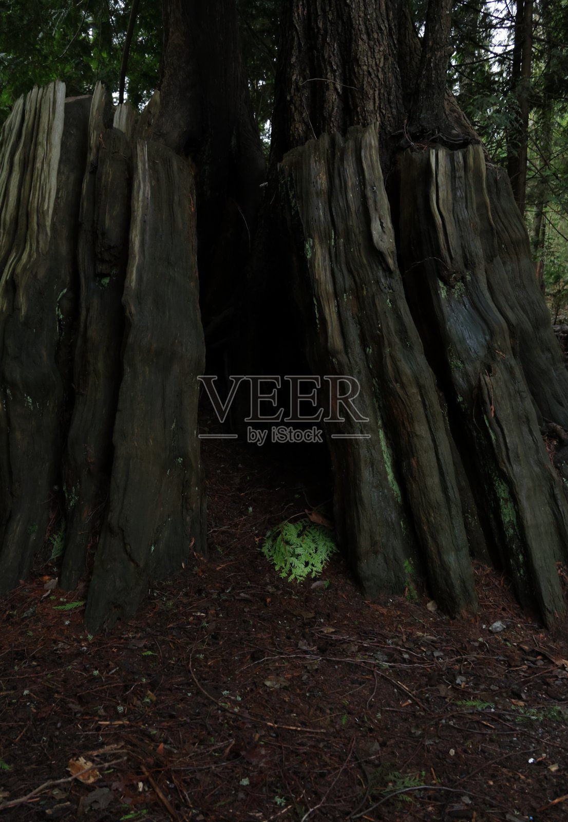 加拿大树桩上的绿枝照片摄影图片