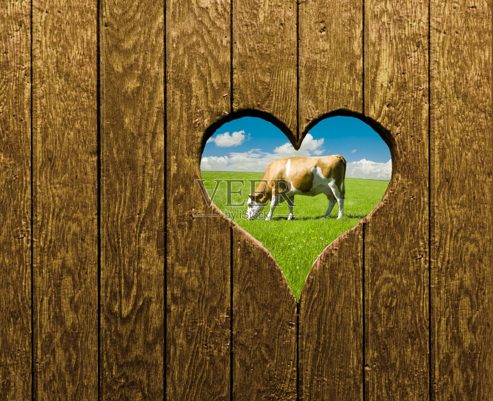 绿色牧场上的奶牛照片摄影图片