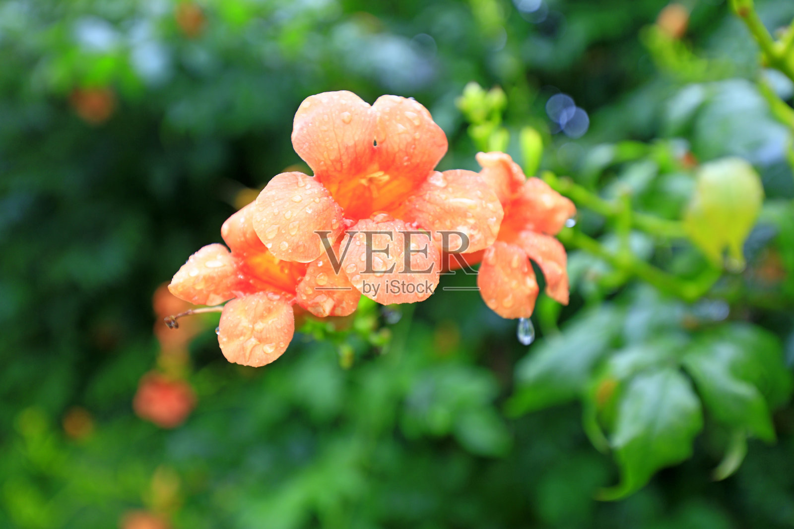 中国北方，公园里明亮的风铃照片摄影图片