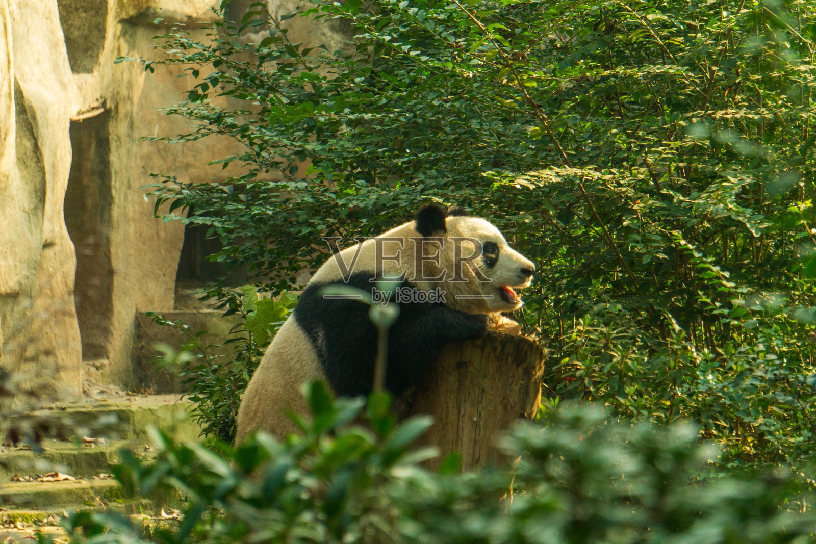 中国成都的大熊猫照片摄影图片