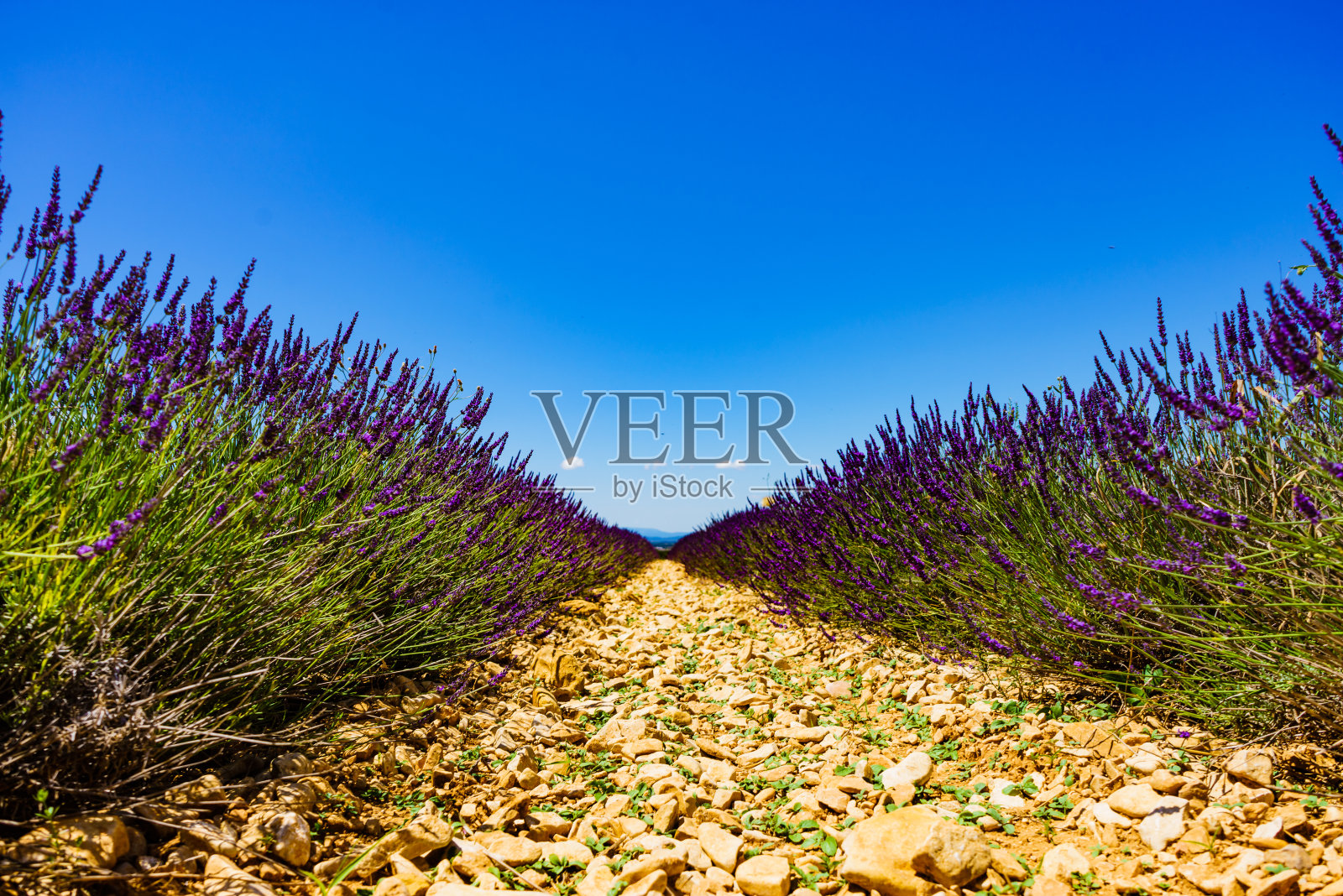 法国普罗旺斯的薰衣草田照片摄影图片