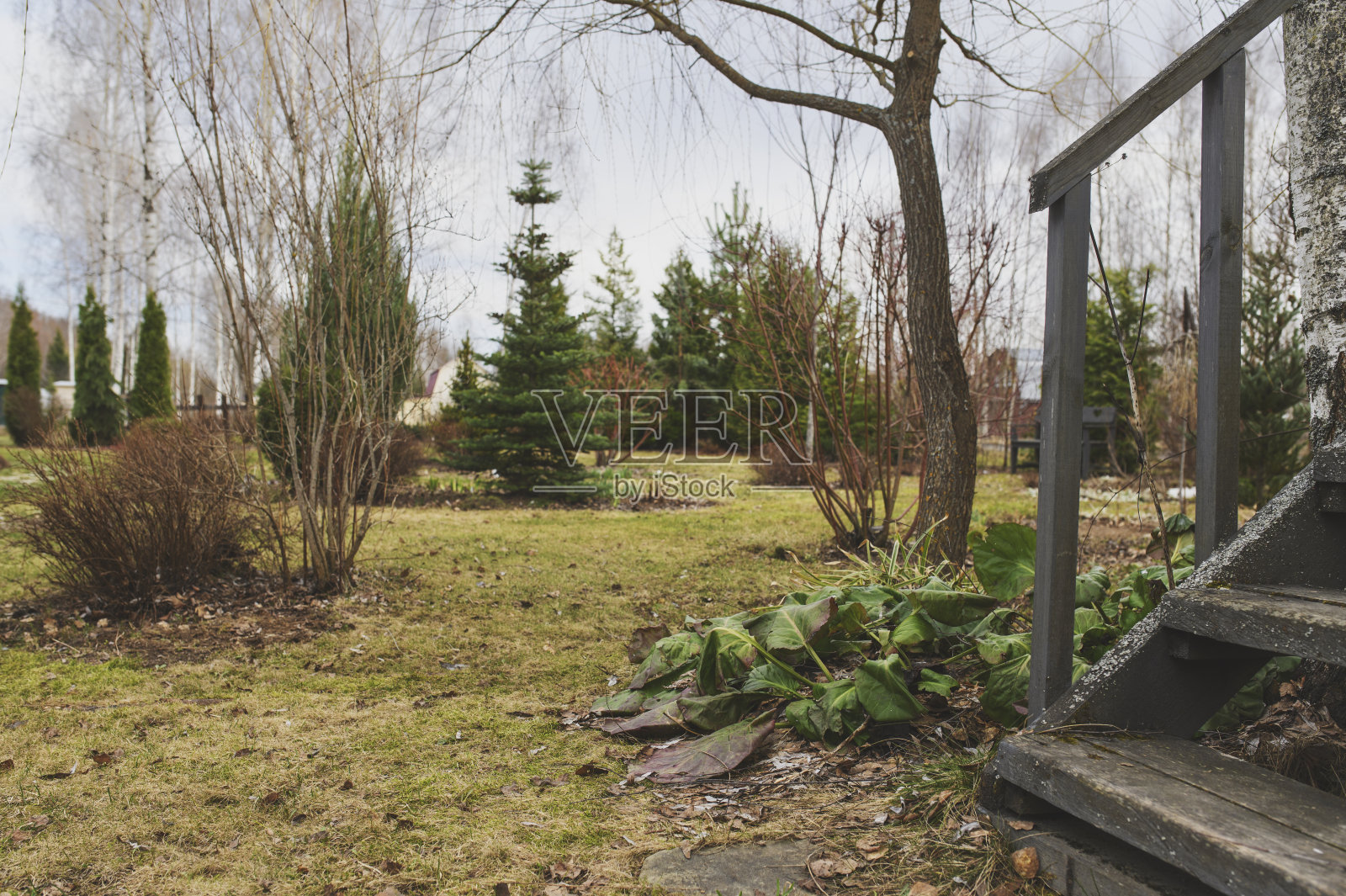 早春花园景观与针叶树和灌木。季节性园艺工作照片摄影图片