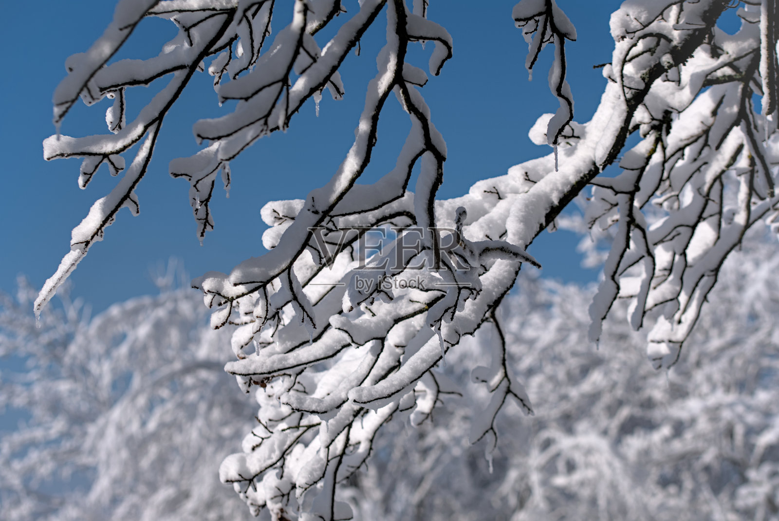 覆盖着新雪的树枝照片摄影图片