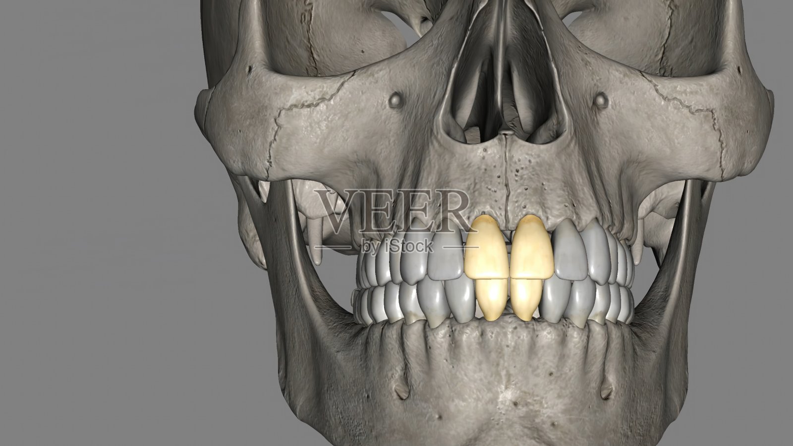 中门牙，上颌和下颌照片摄影图片